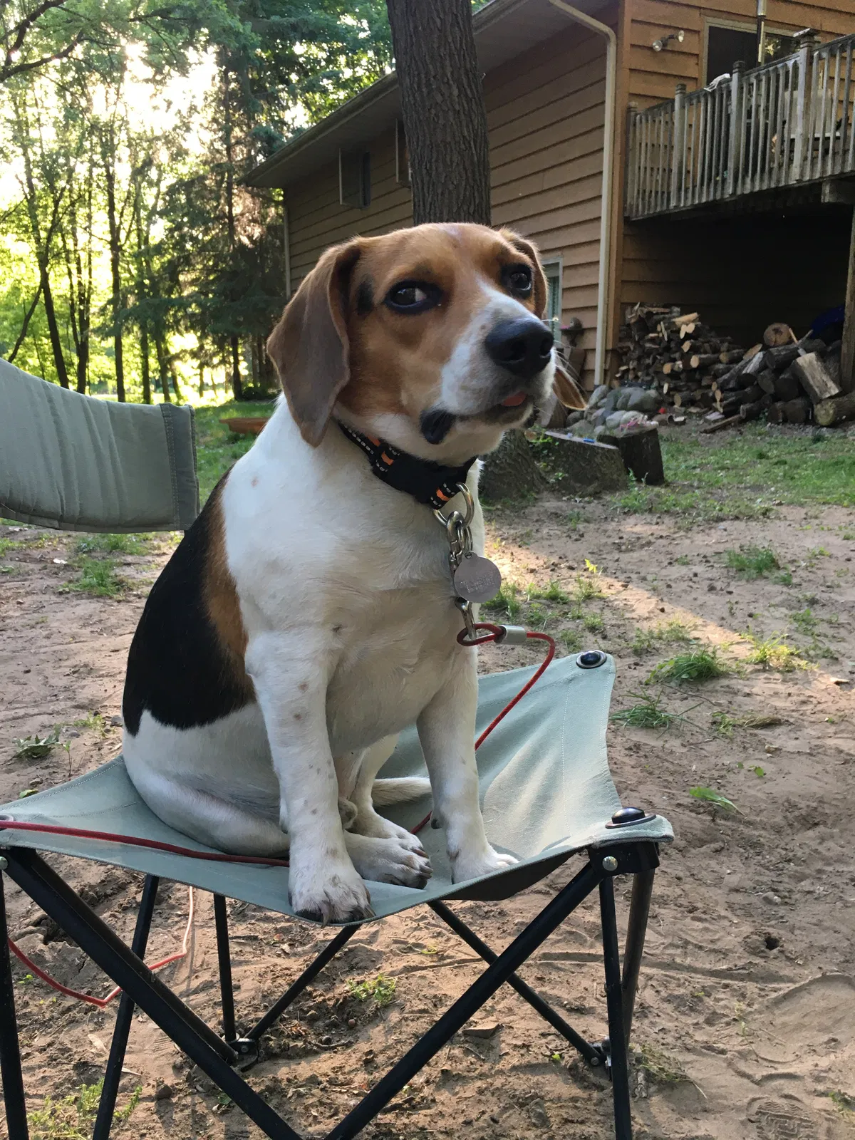 Lost dog in Andover, MN, 55304
