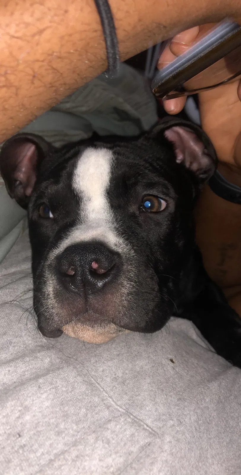 Lost dog in Charleston, SC, 29407