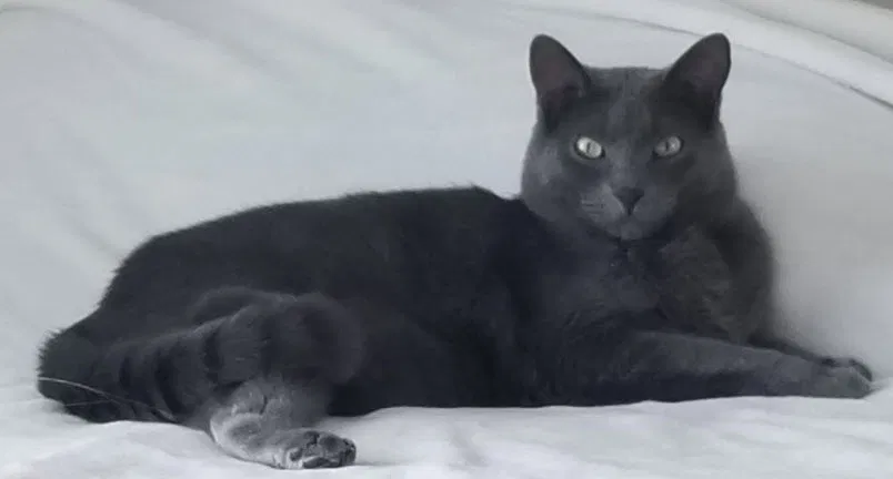 Lost cat in Lakeville, MN, 55044
