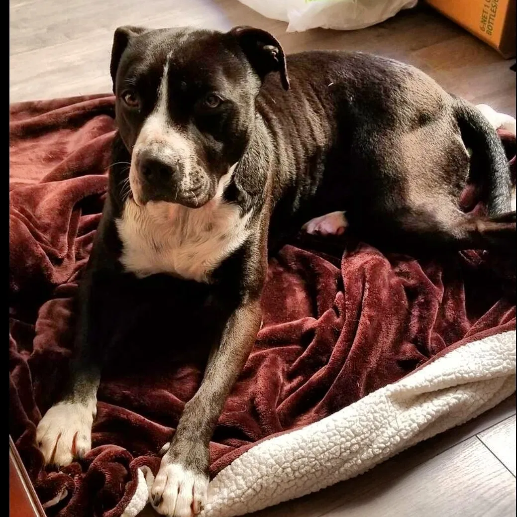 Lost dog in Stockton, CA, 95206