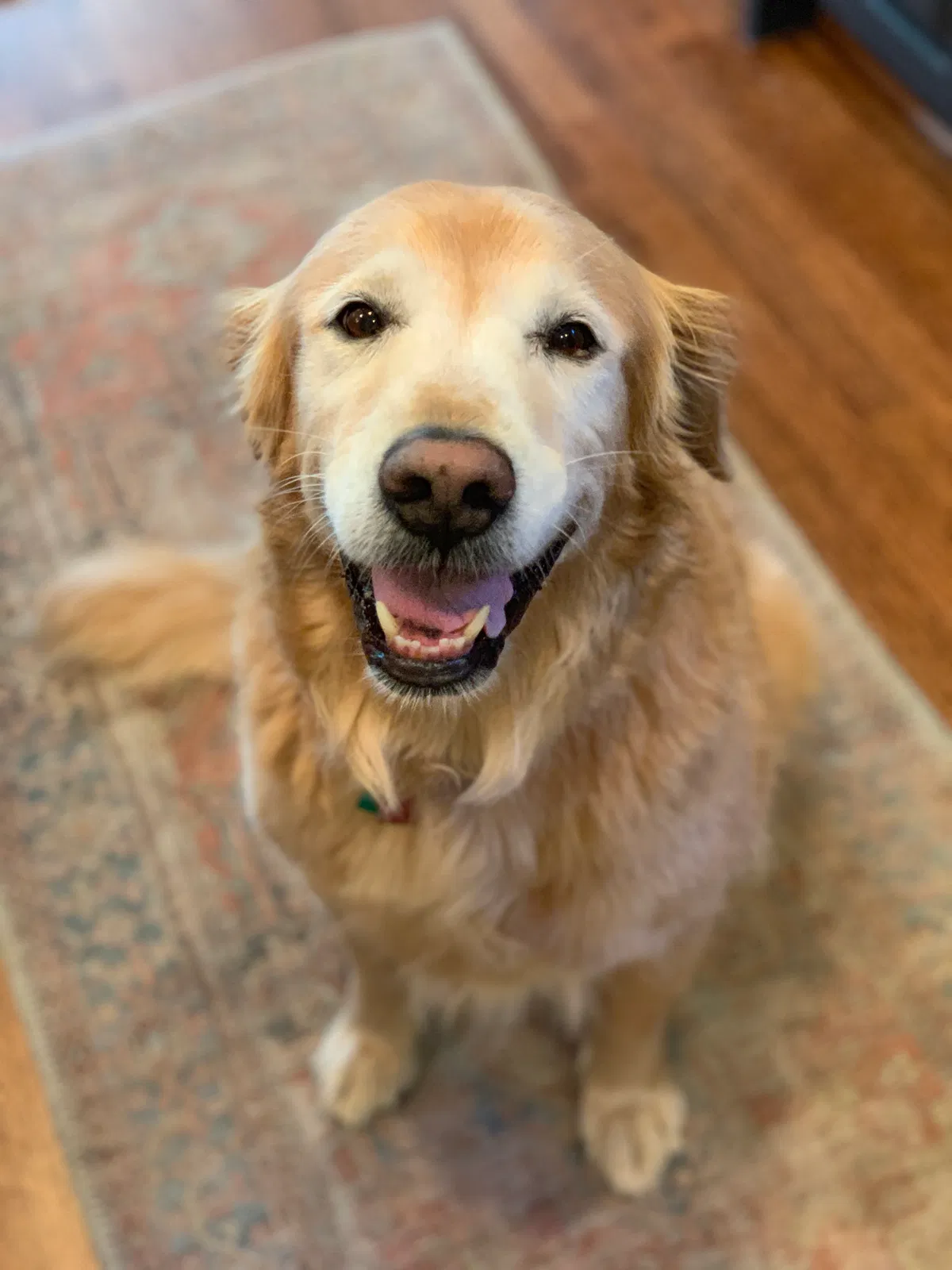 Lost dog in Timberville, VA, 22853