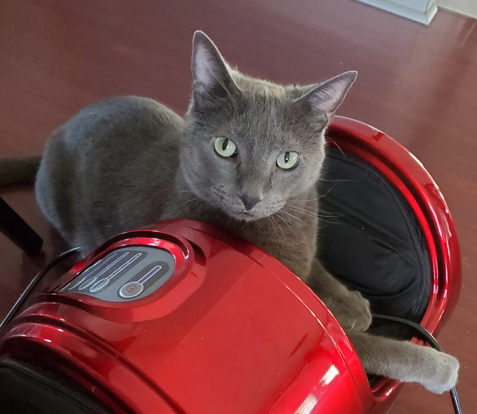 Lost cat in Saint Paul, MN, 55128