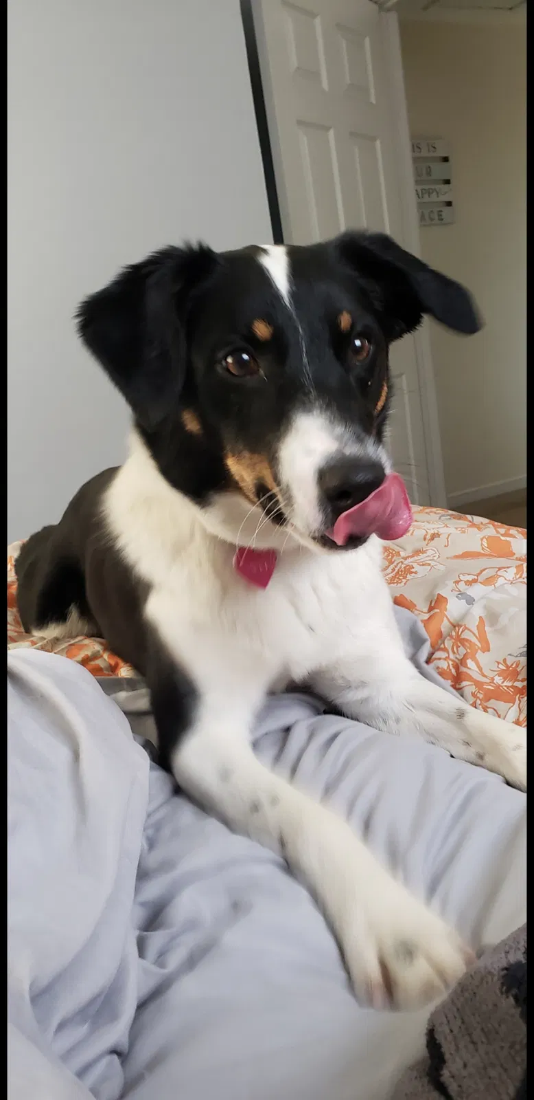 Lost dog in Dayton, OH, 45420