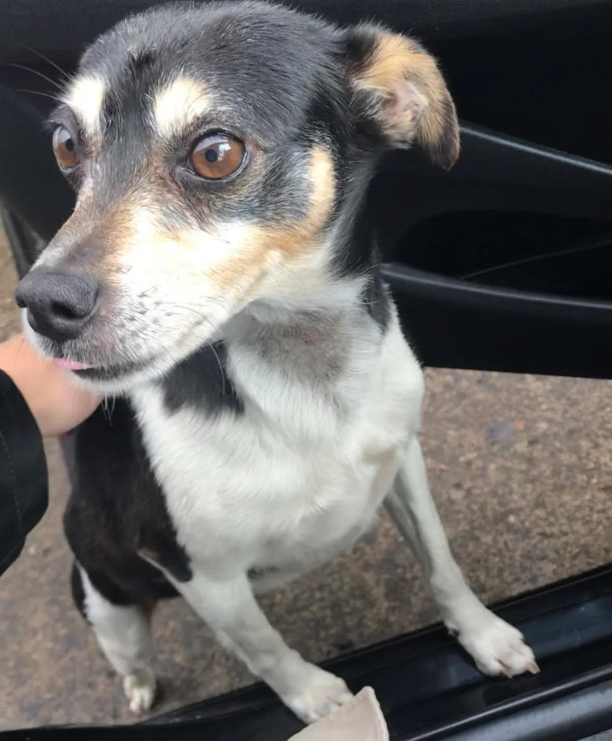 Lost dog in Vancouver, WA, 98682