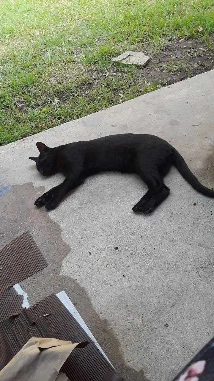 Lost cat in Spring, TX, 77389