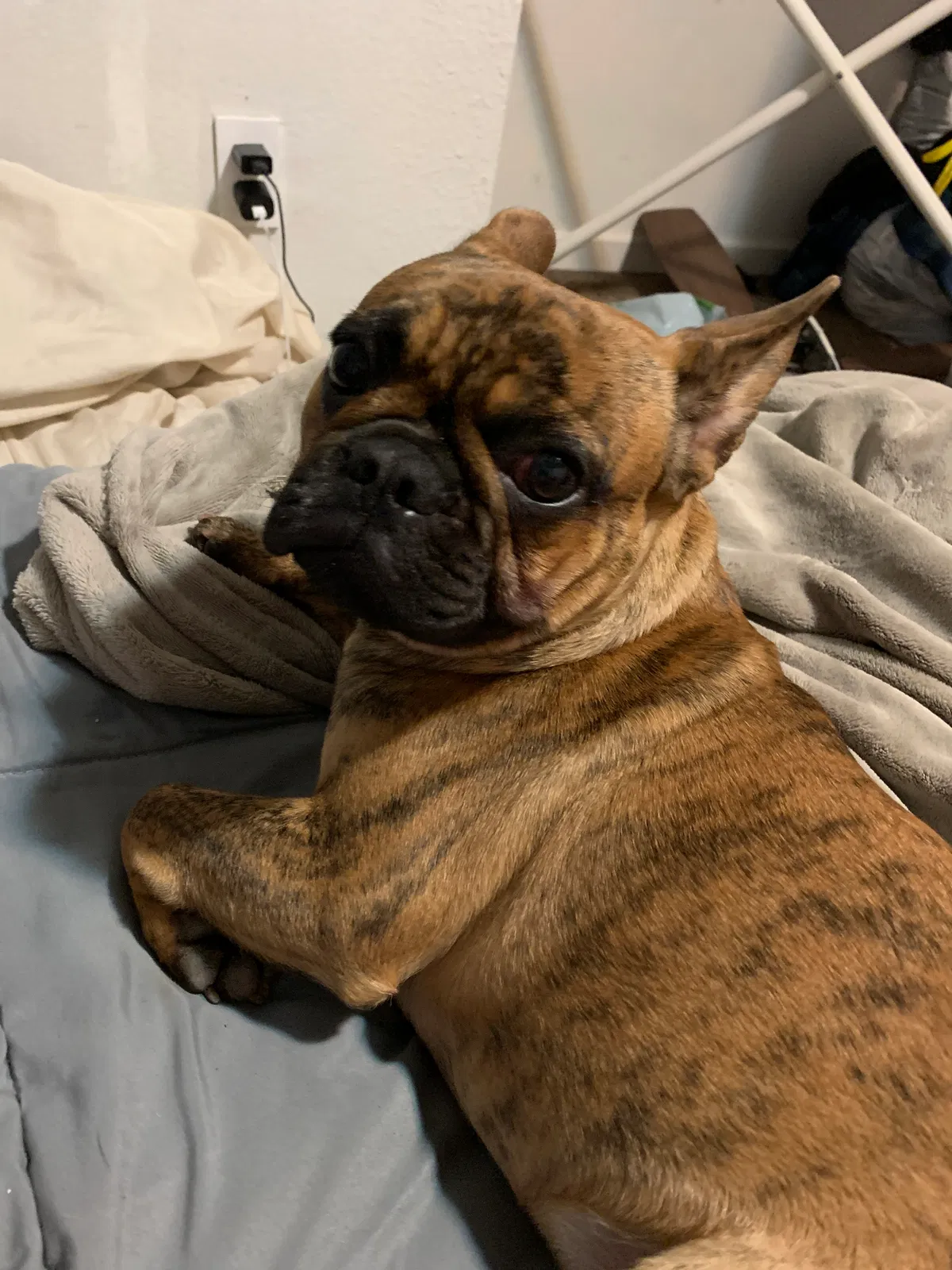 Lost dog in Vacaville, CA, 95687