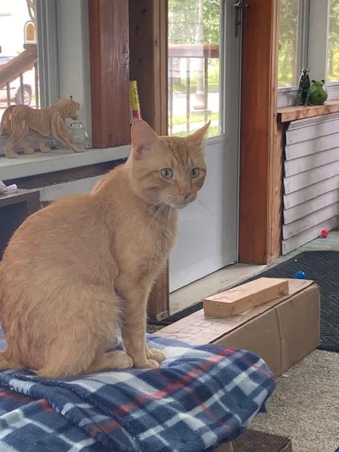 Lost cat in Minneapolis, MN, 55443