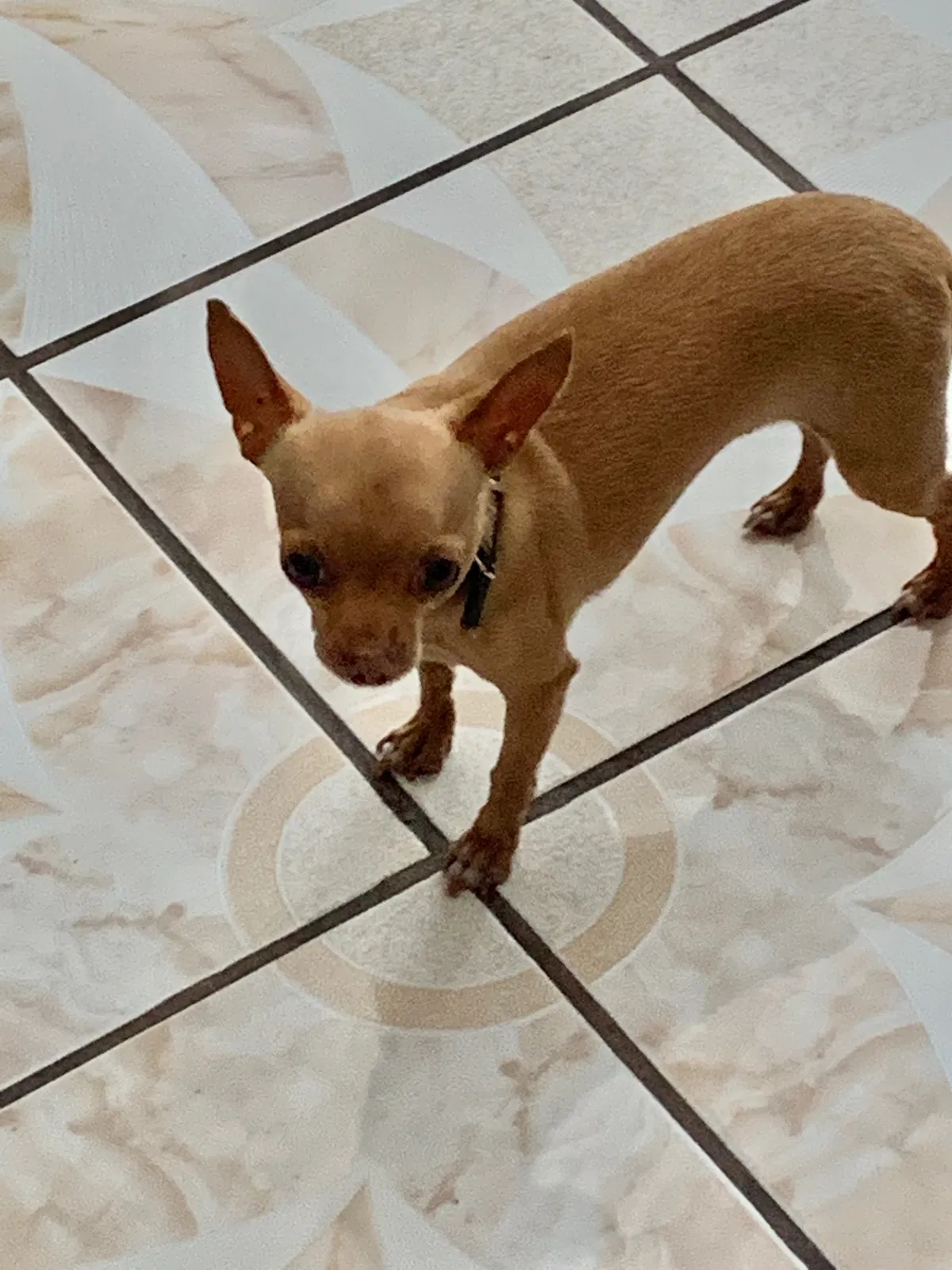 Lost dog in Sacramento, CA, 95838