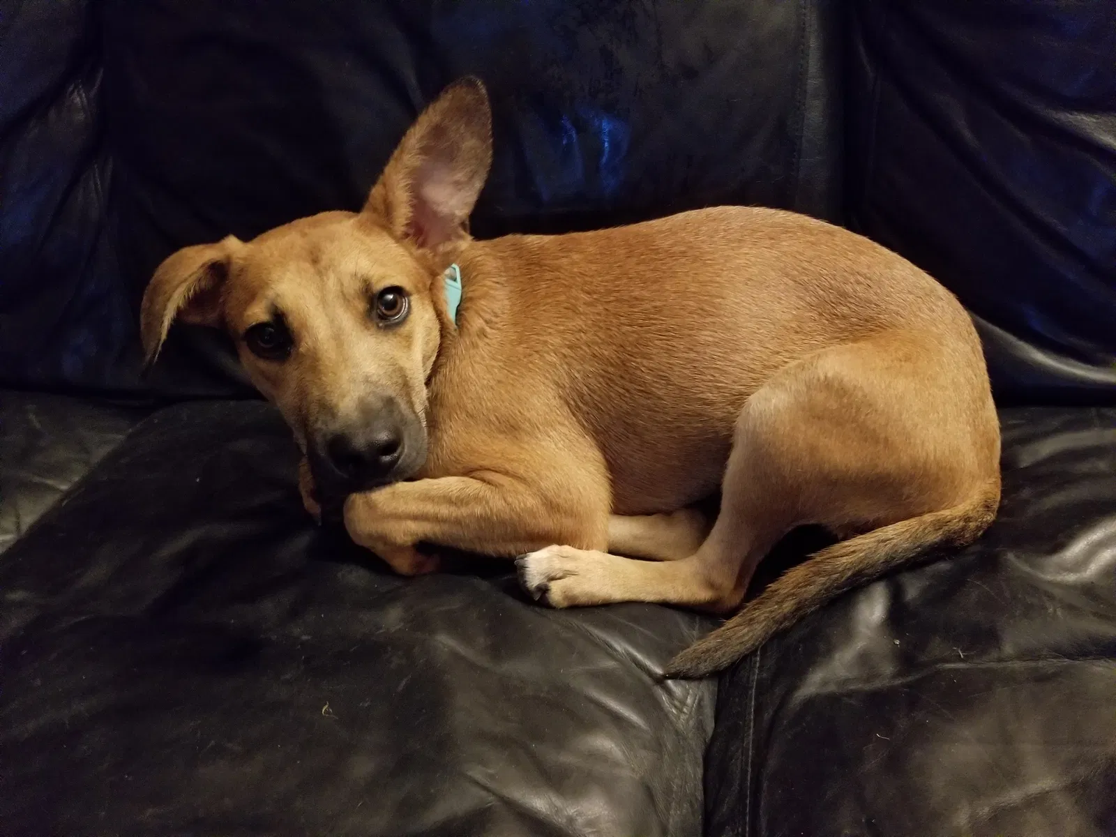 Lost dog in Harker Heights, TX, 76548