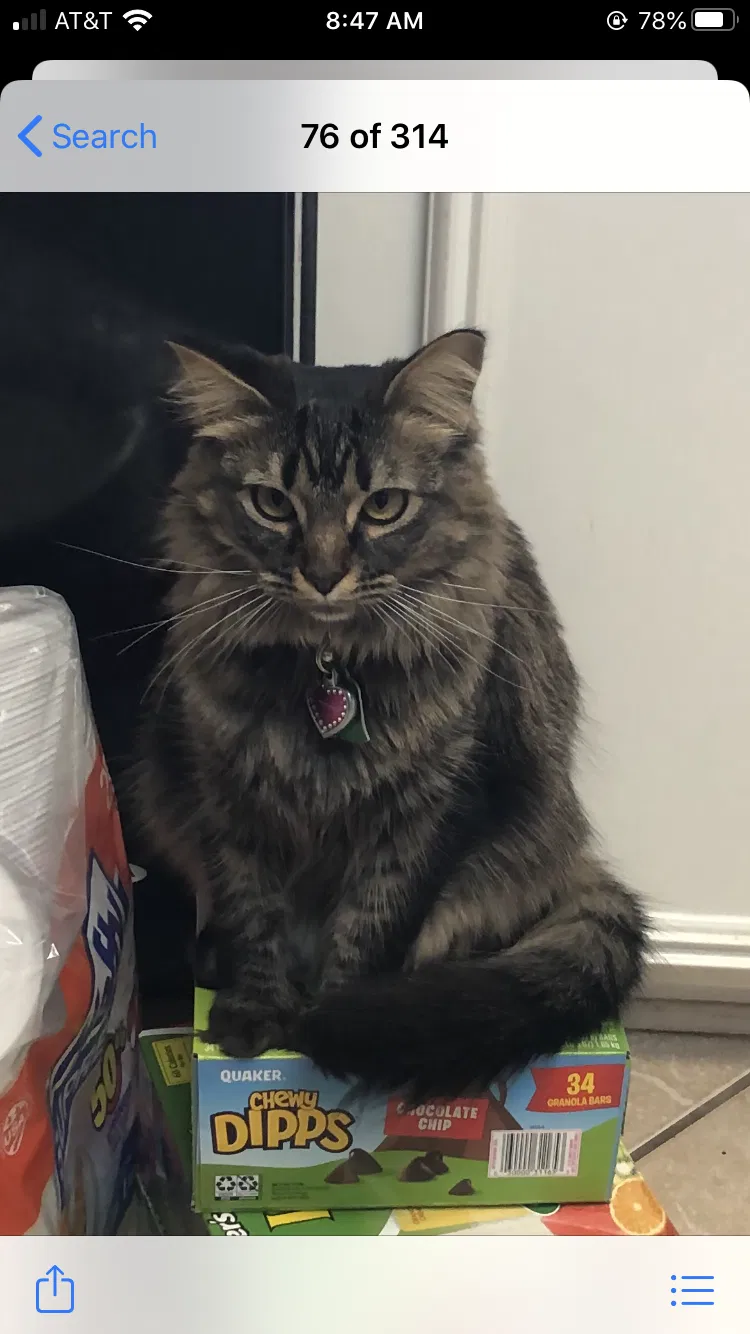 Lost cat in Bossier City, LA, 71111