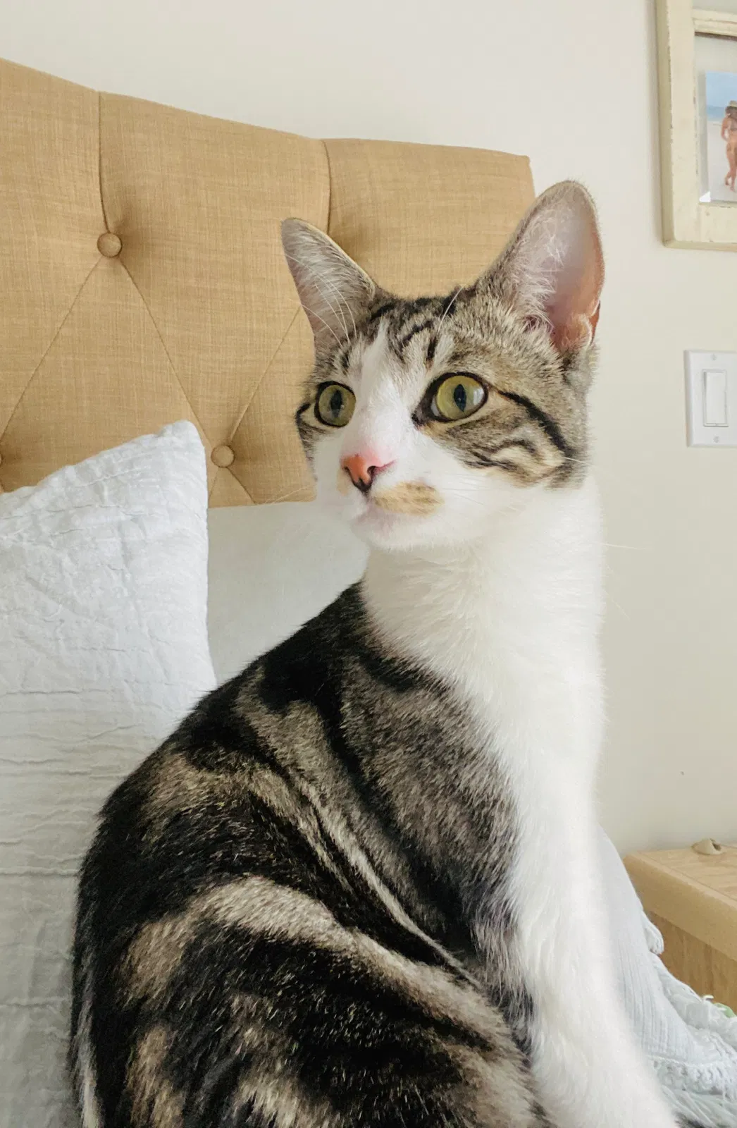 Lost cat in Alamo, CA, 94507