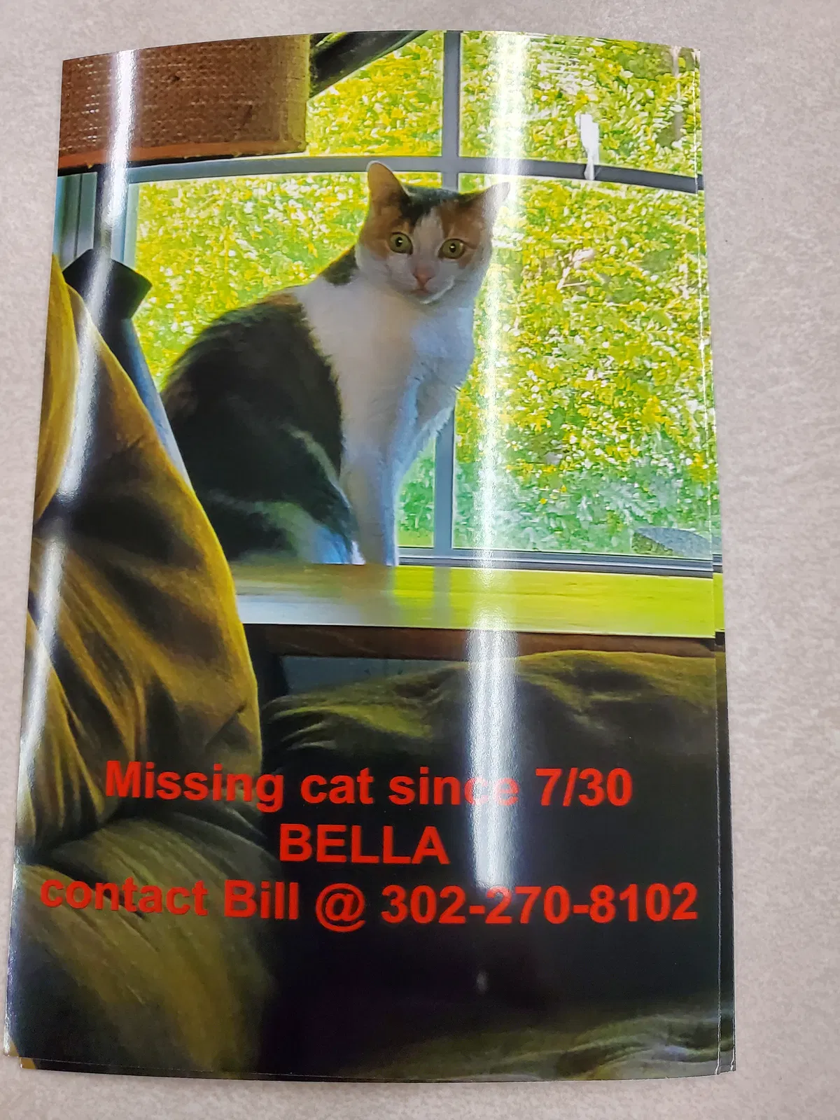 Lost cat in Laurel, DE, 19956