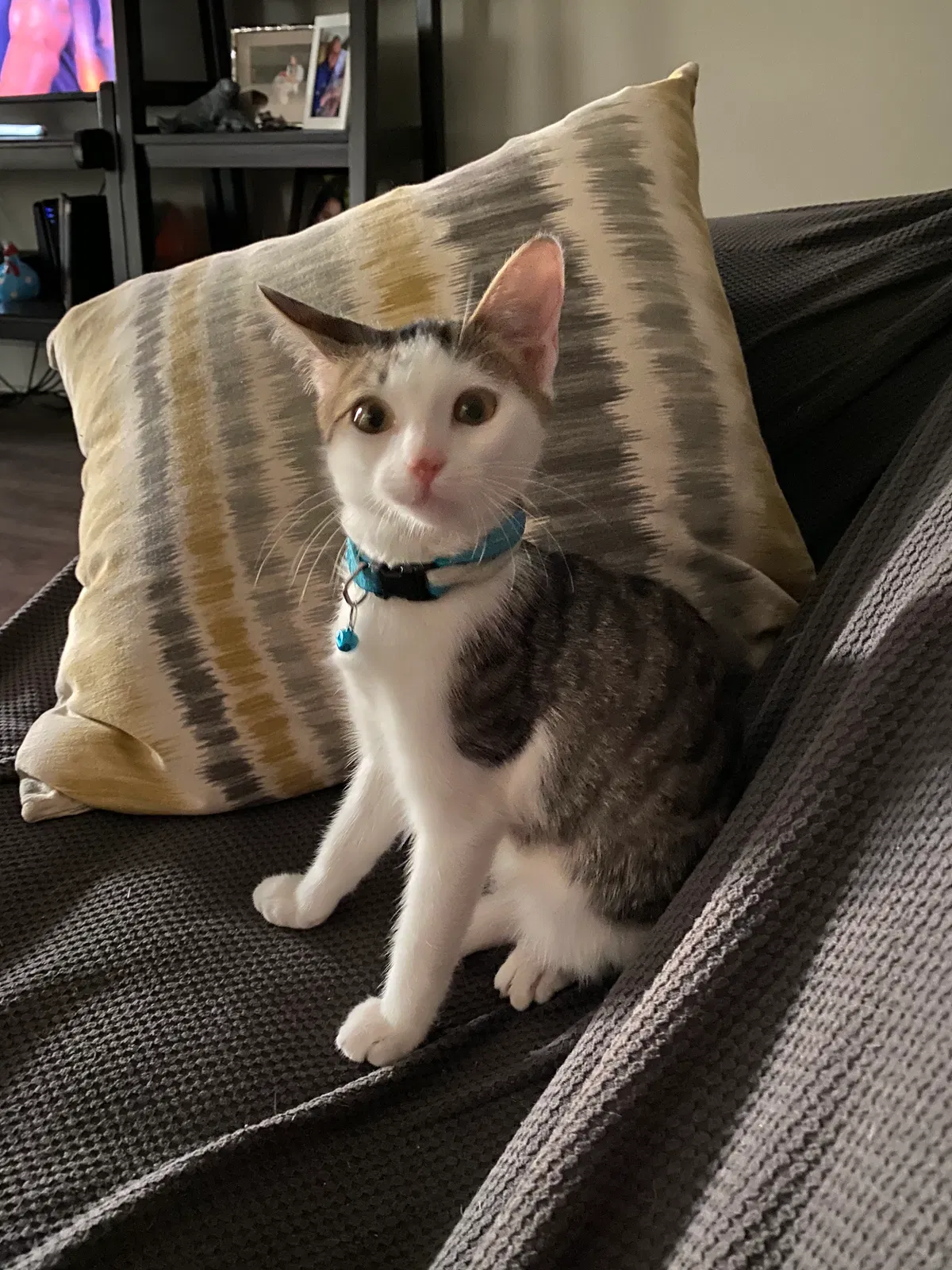 Found cat in Prattville, AL, 36067