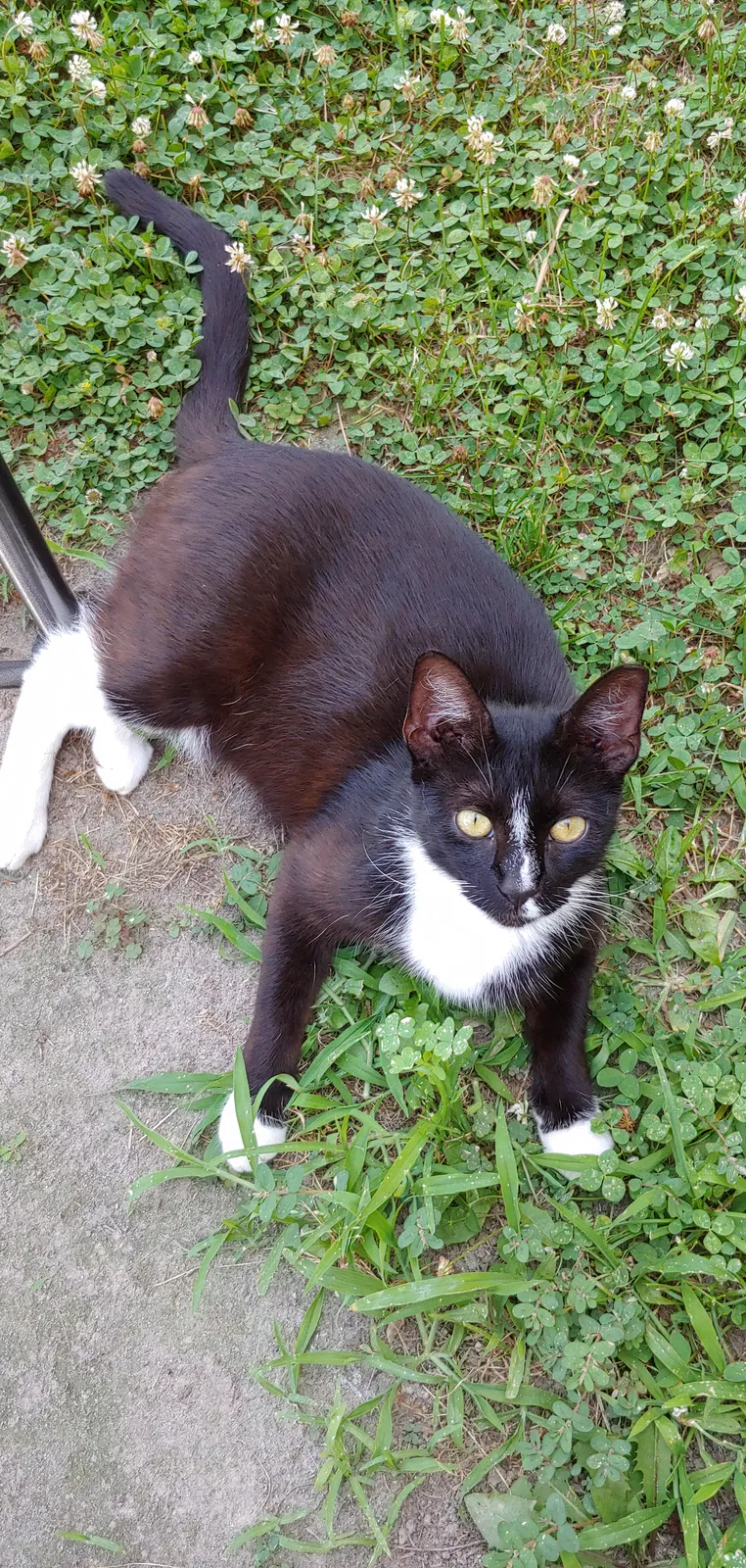 Lost cat in Laurel, DE, 19956