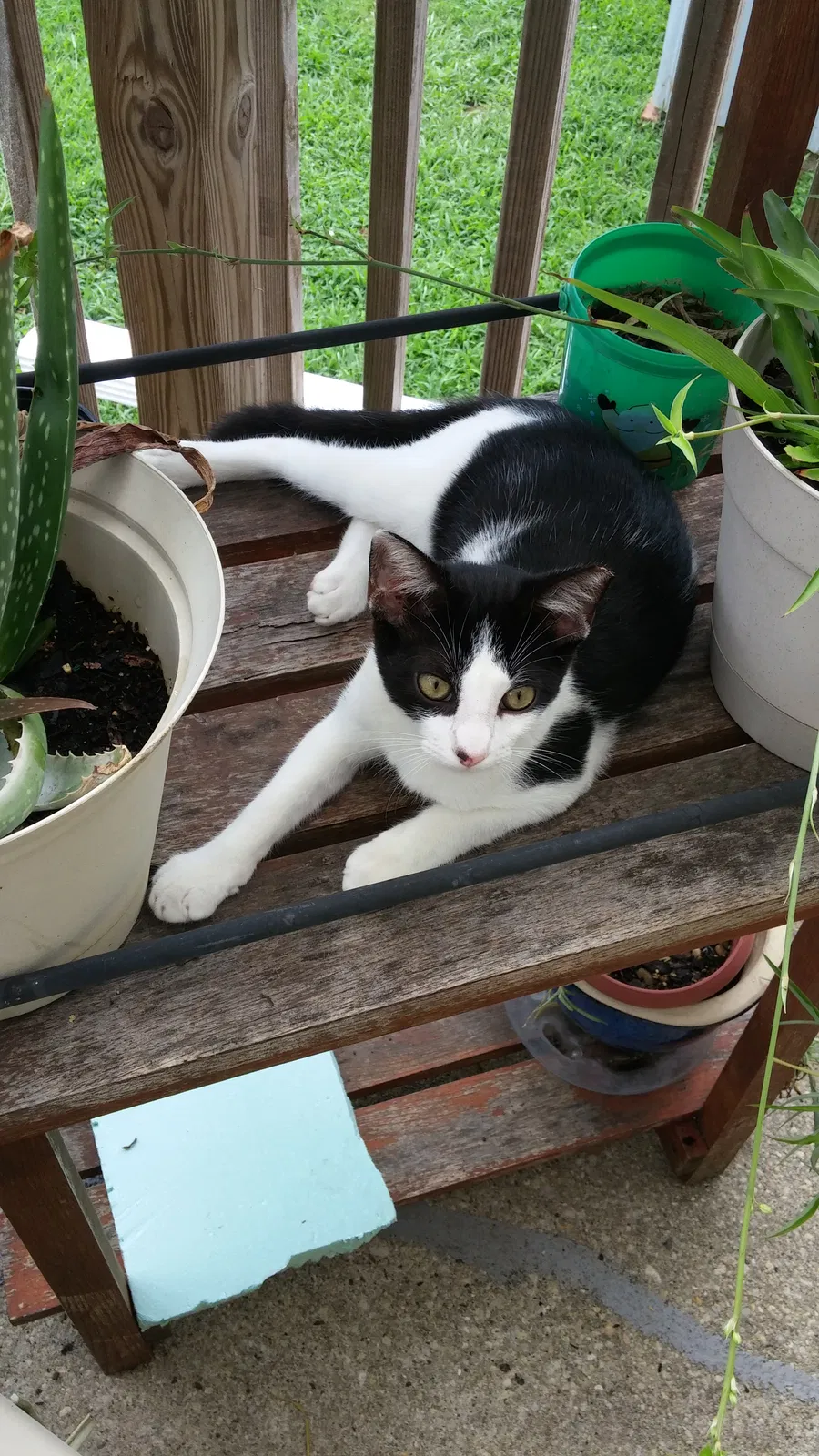 Lost cat in Laurel, DE, 19956