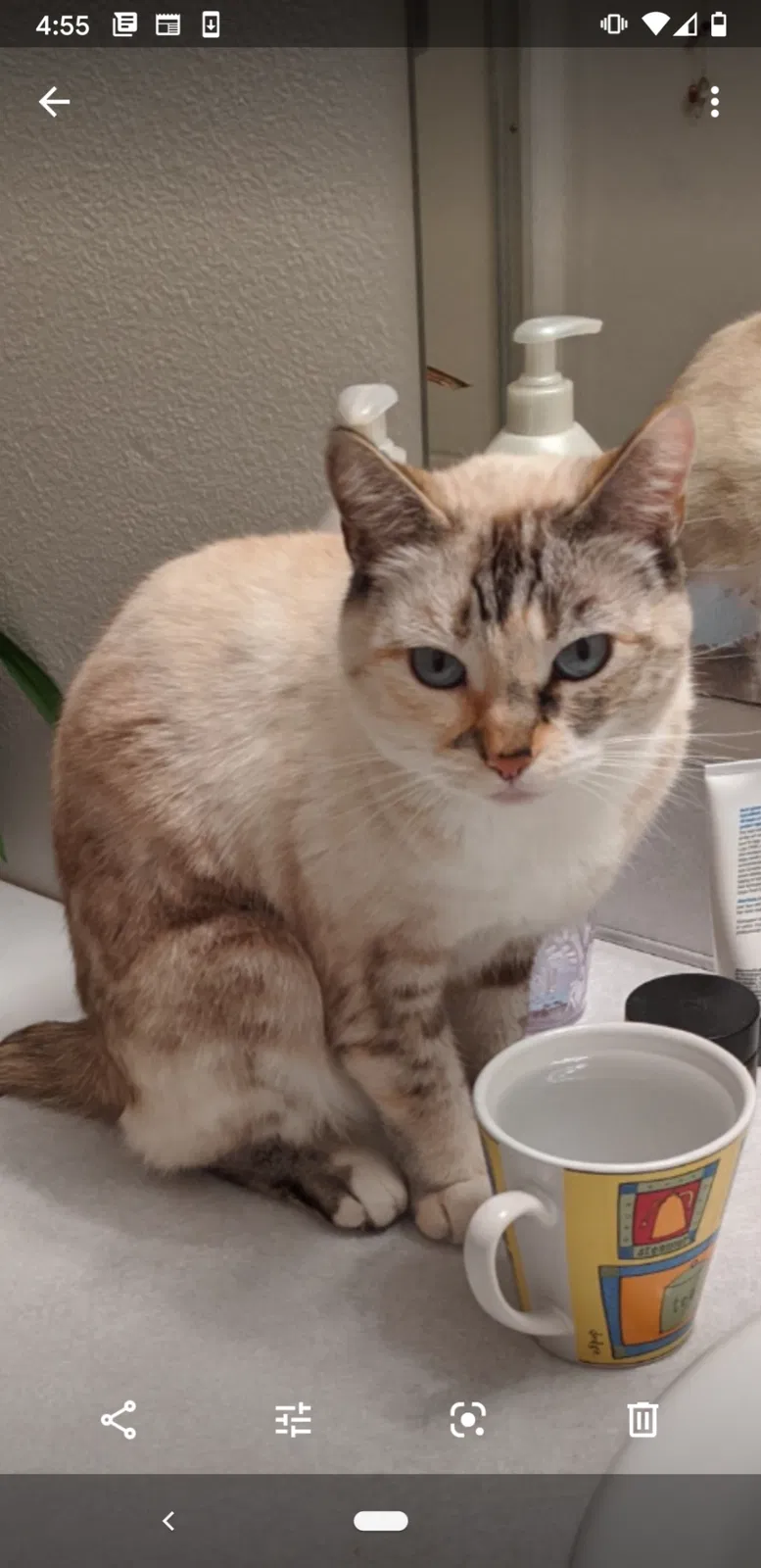Lost cat in Salem, OR, 97303