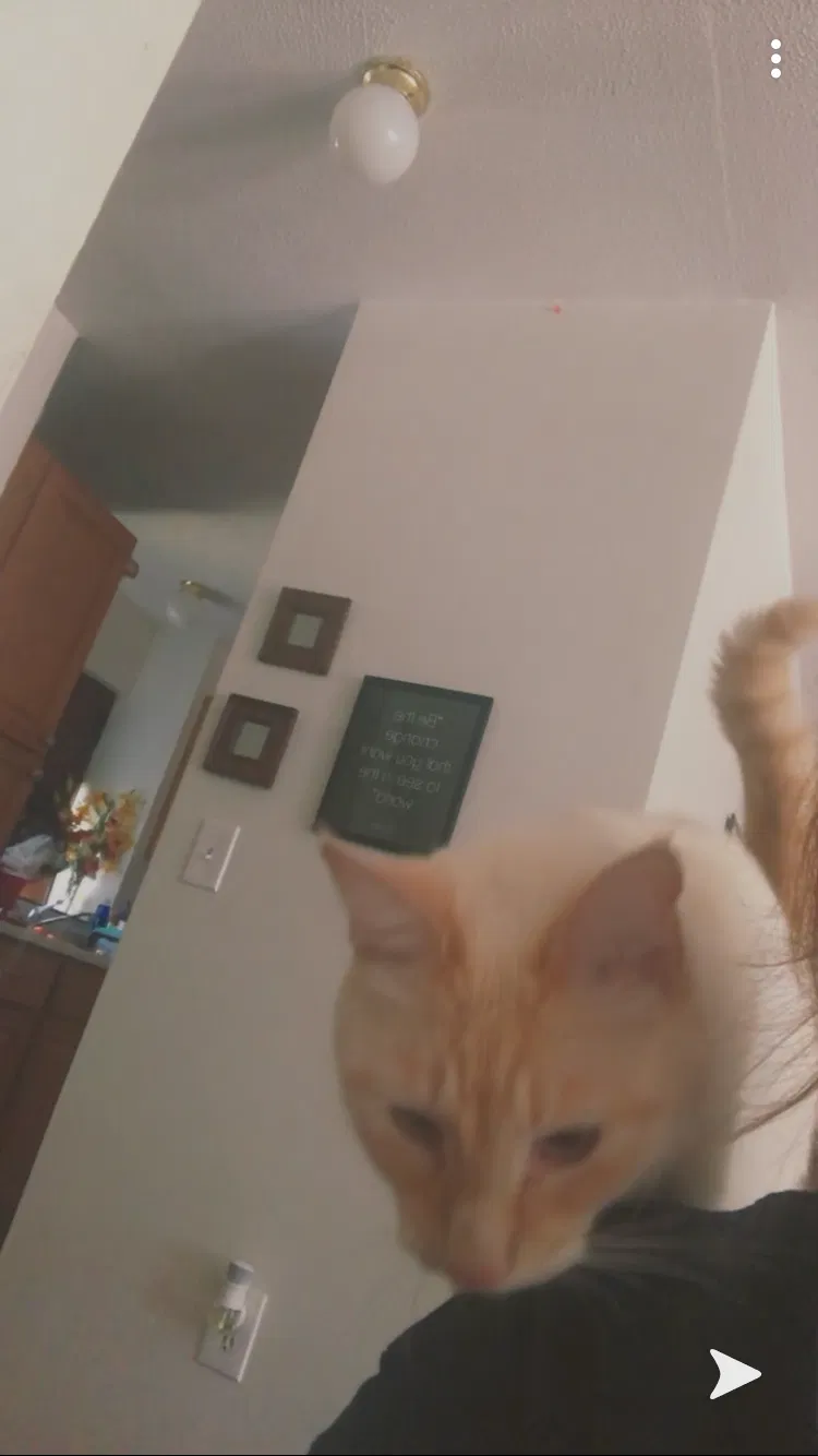 Lost cat in Hooksett, NH, 3106