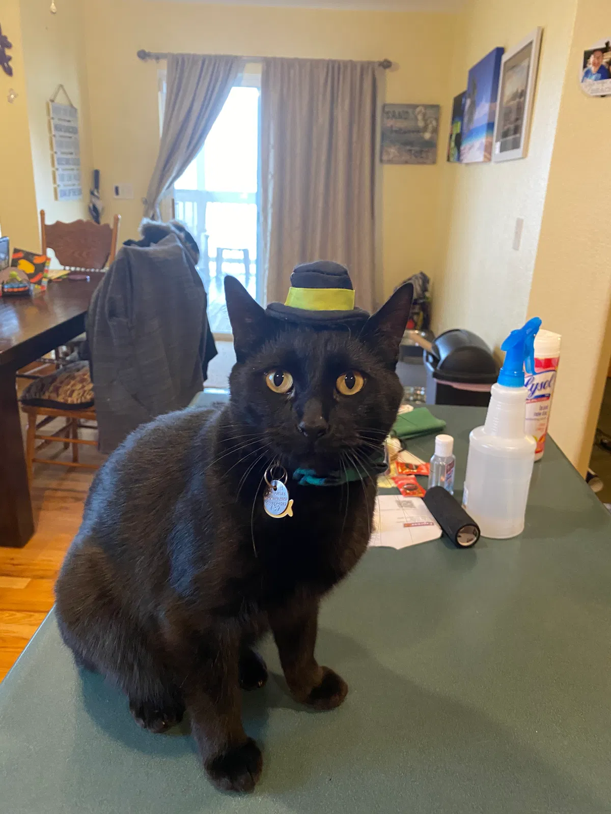 Lost cat in Brighton, CO, 80602