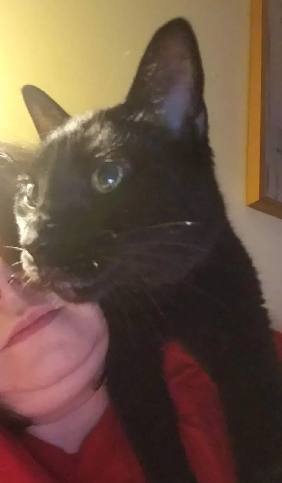 Lost cat in Wilmington, NC, 28401