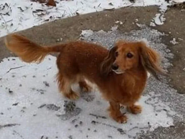 Lost dog in Greenbrier, AR, 72058