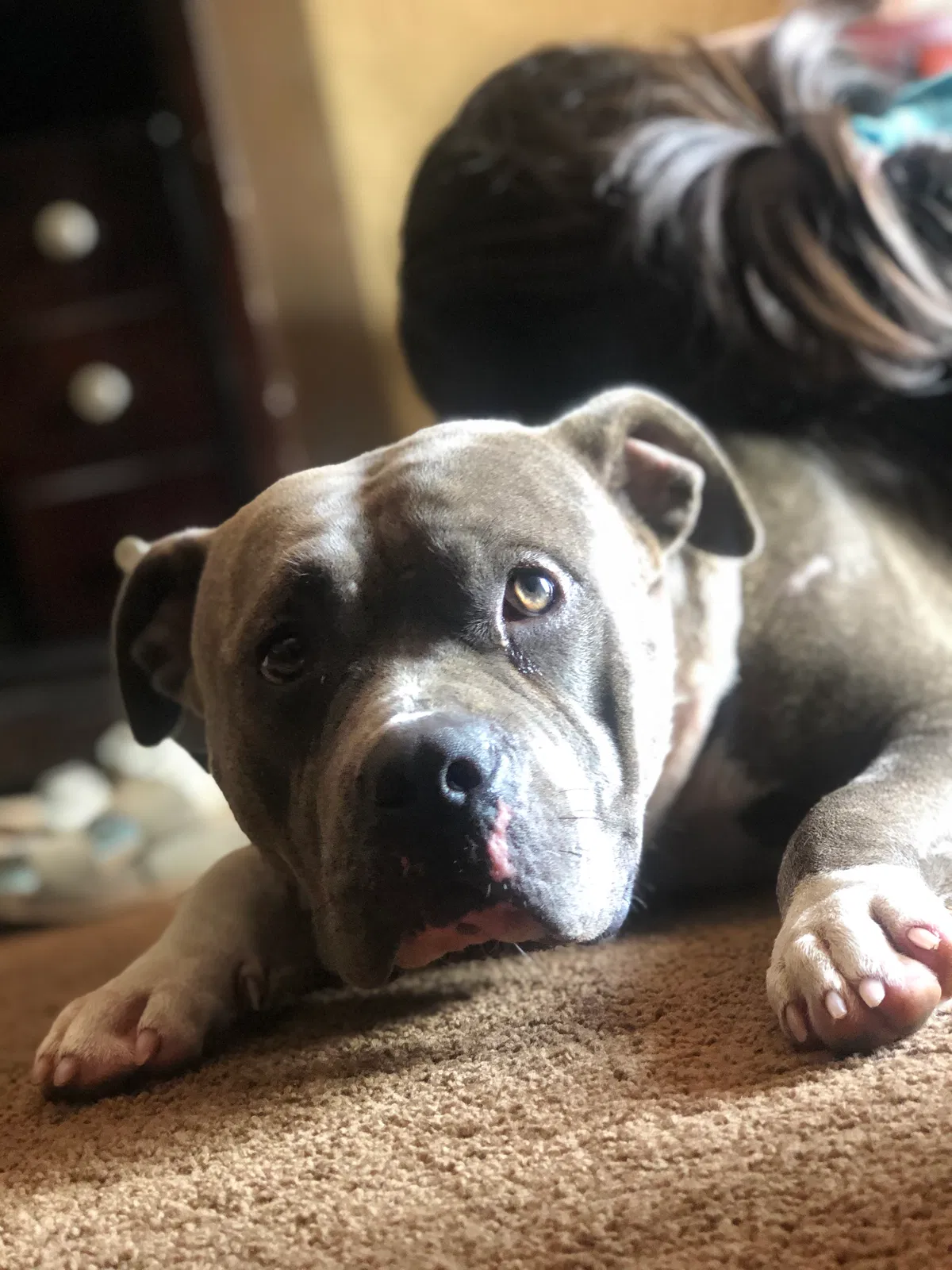 Lost dog in Tyler, TX, 75708