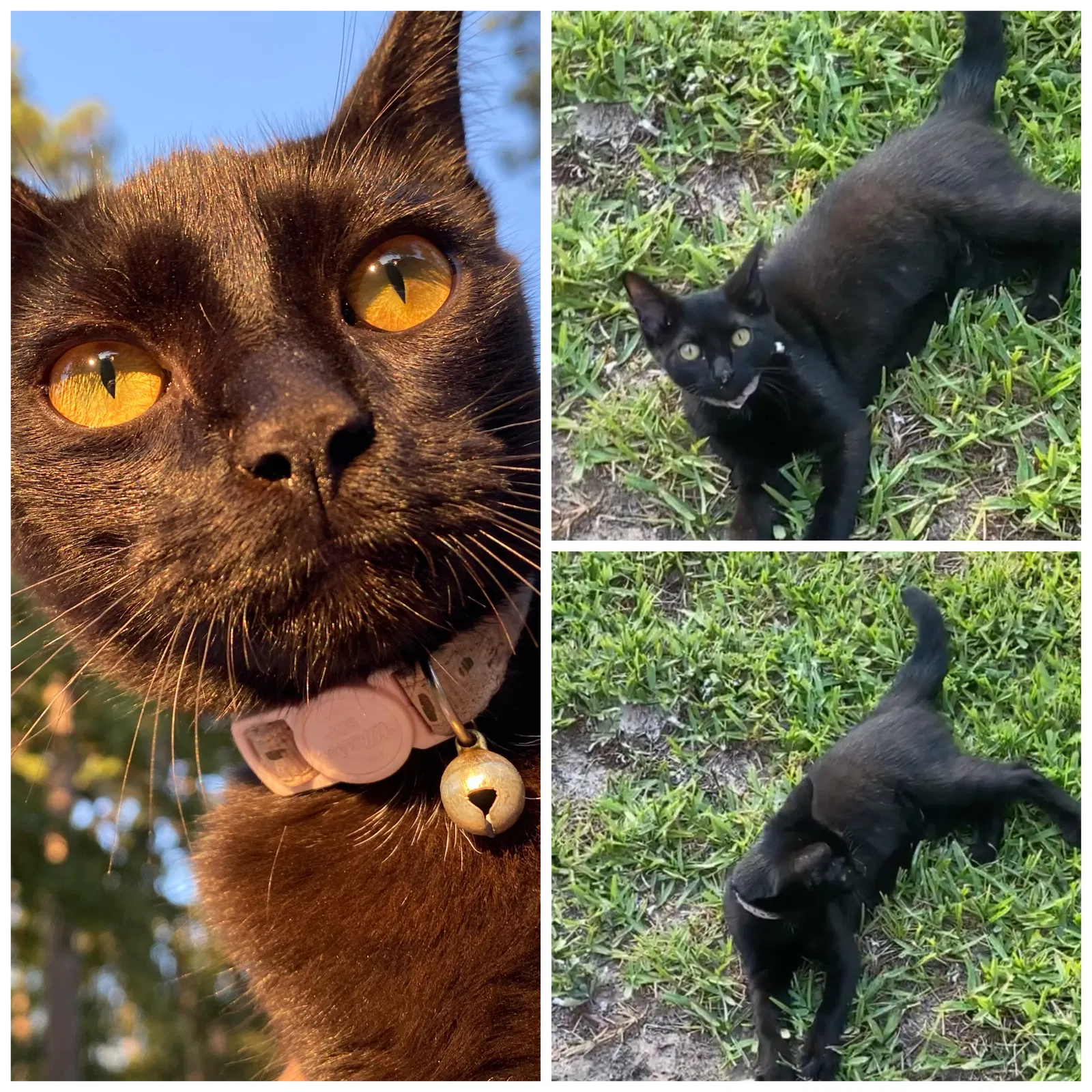 Lost cat in Tyler, TX, 75703