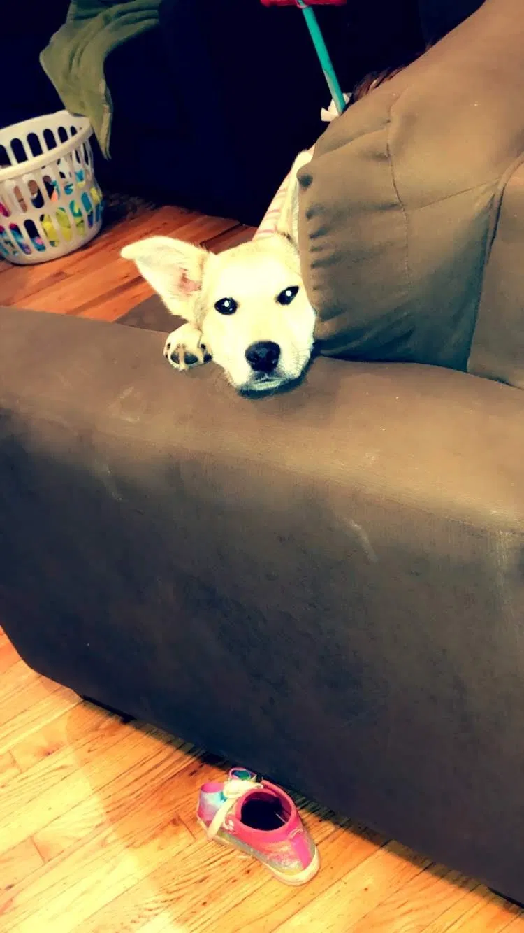 Lost dog in Waynesville, NC, 28786