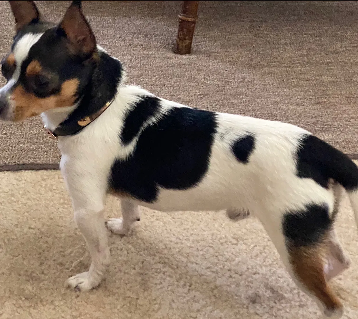 Lost dog in Winter Garden, FL, 34787