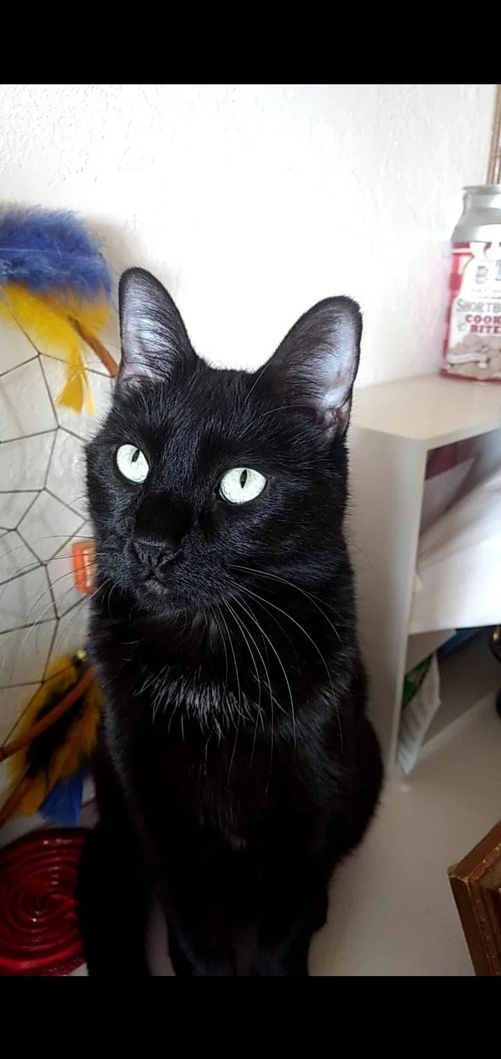 Lost cat in Loveland, CO, 80538