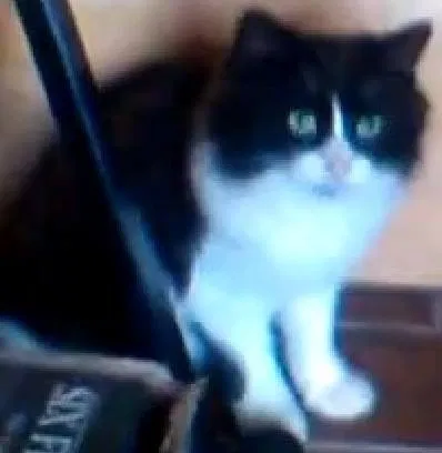 Lost cat in Indian Lake Estates, FL, 33855