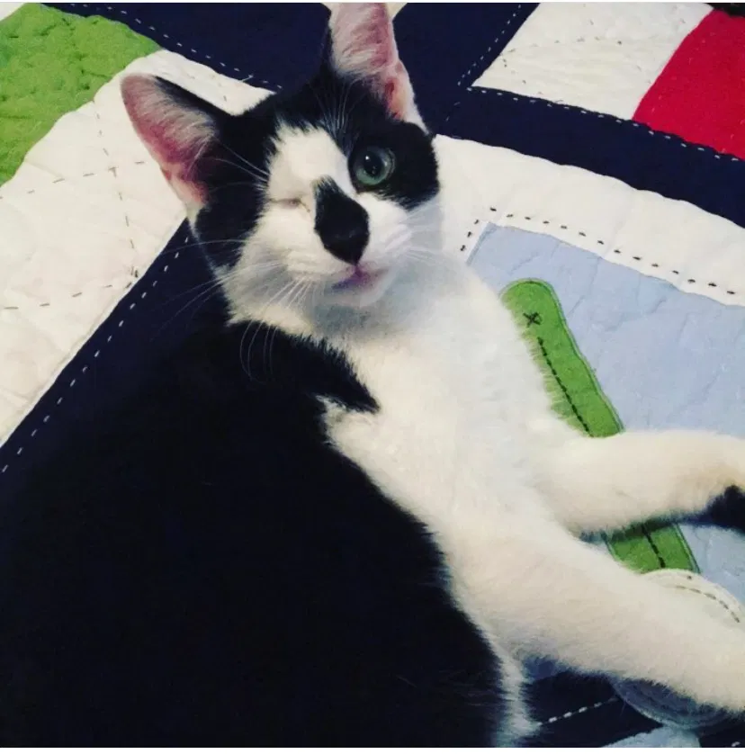 Lost cat in Alpharetta, GA, 30009