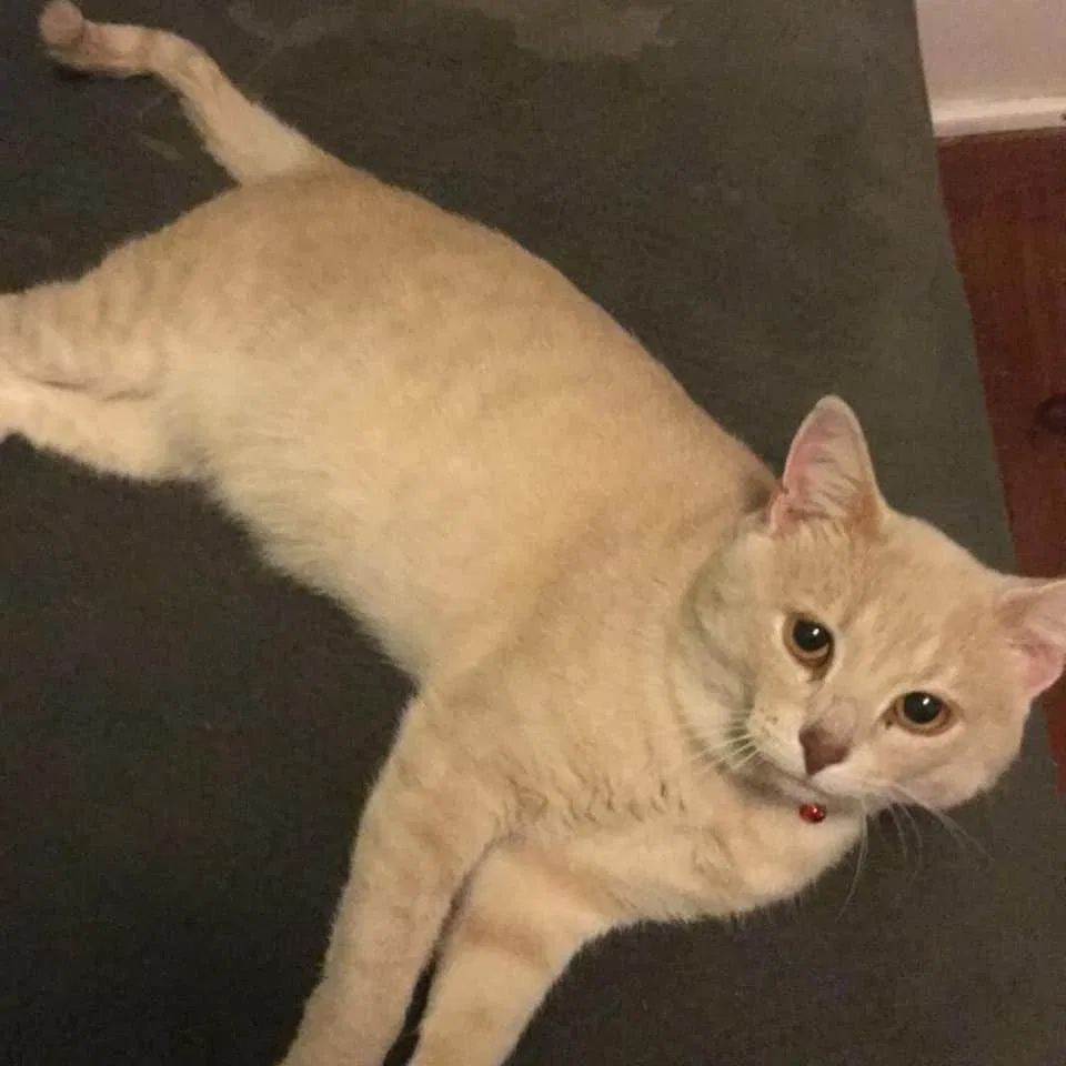 Lost cat in Buchanan, MI, 49107