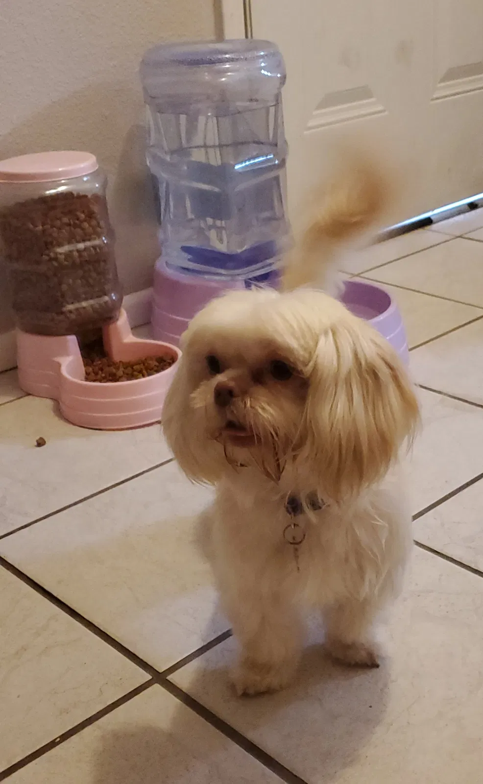 Lost dog in Odessa, TX, 79761