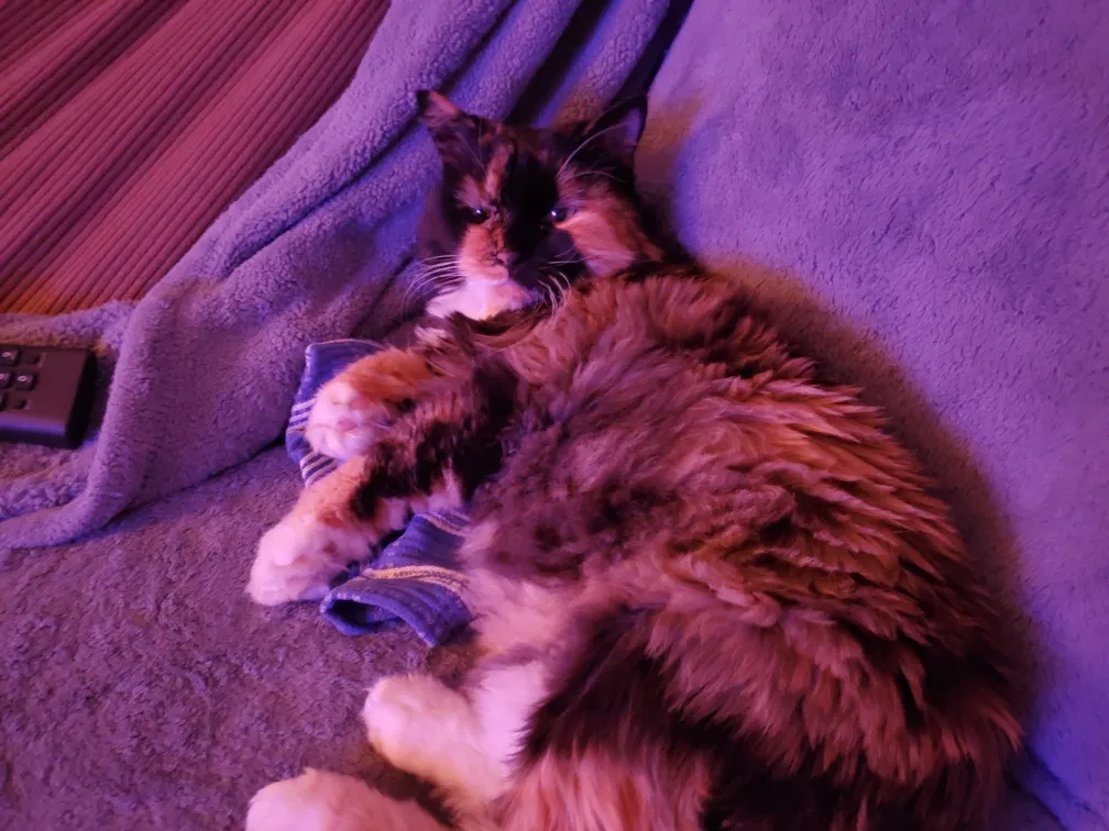 Lost cat in Saint George, UT, 84770