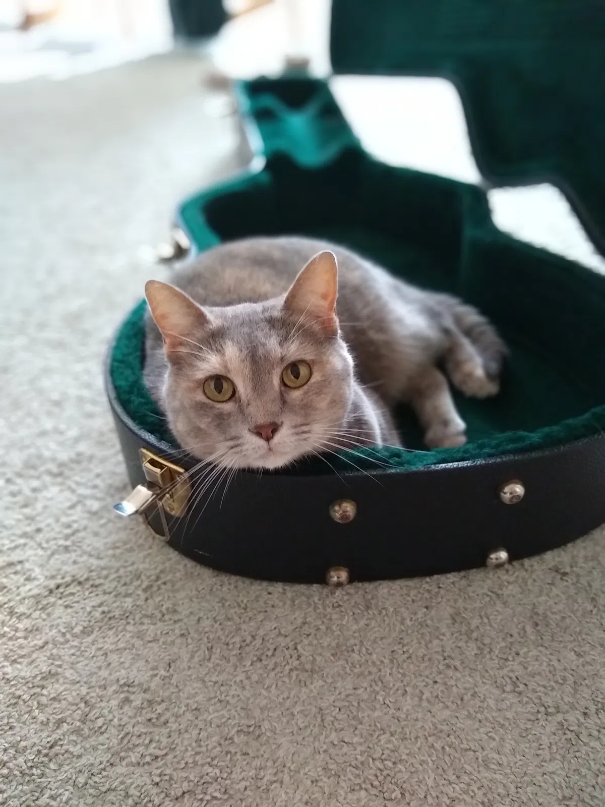 Lost cat in Greensboro, NC, 27455