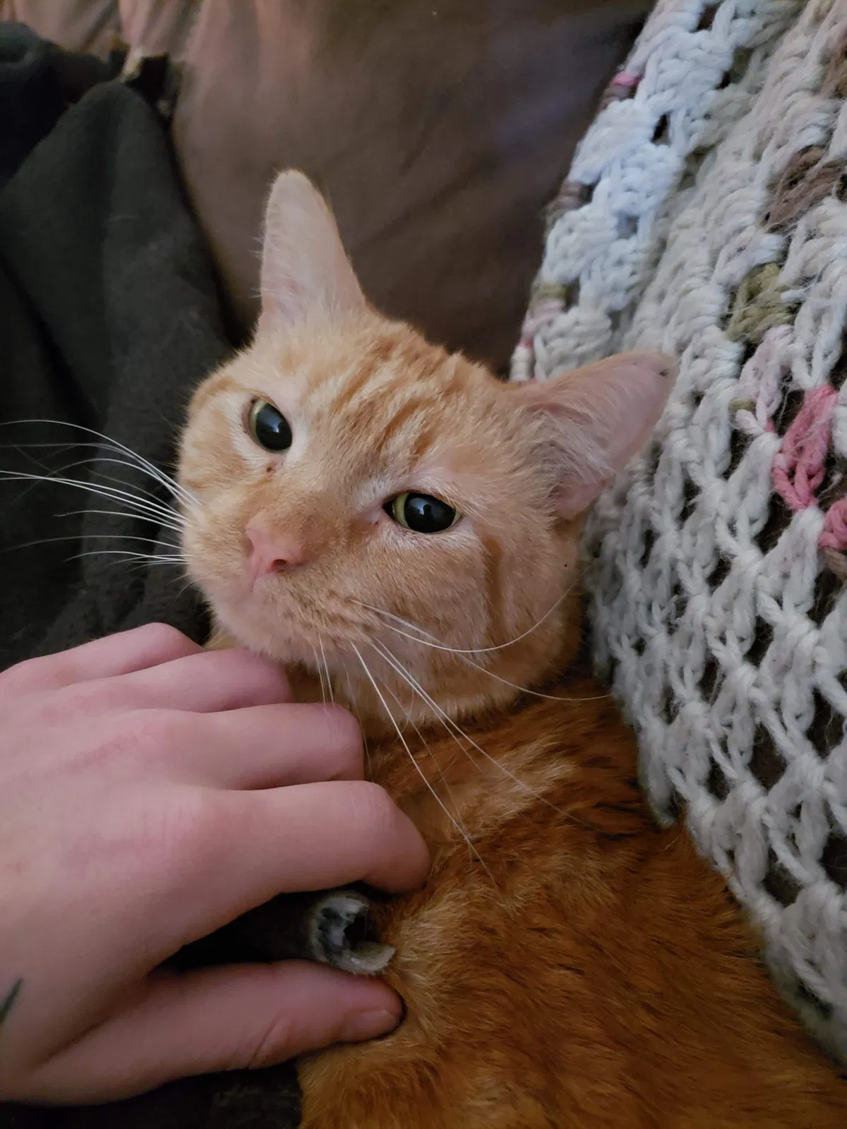 Lost cat in Medina, OH, 44256