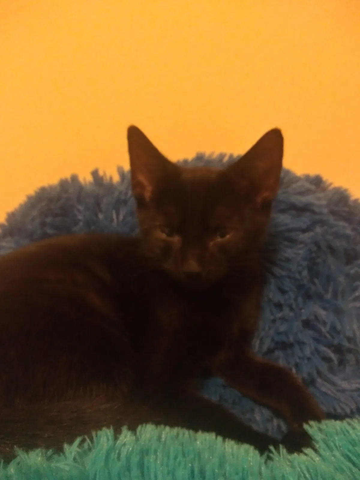 Lost cat in Burlington, NC, 27215
