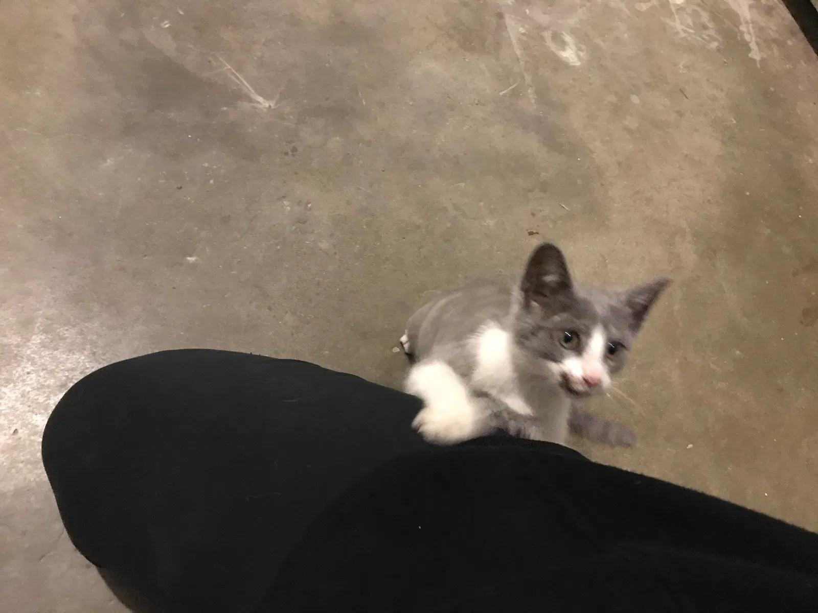 Found cat in Monroeville, IN, 46773