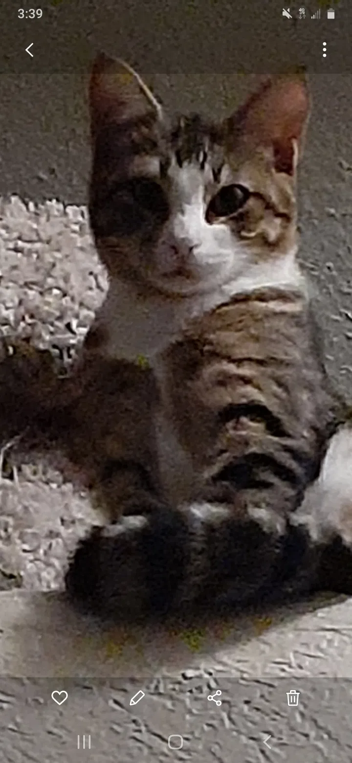 Lost cat in Grand Prairie, TX, 75050