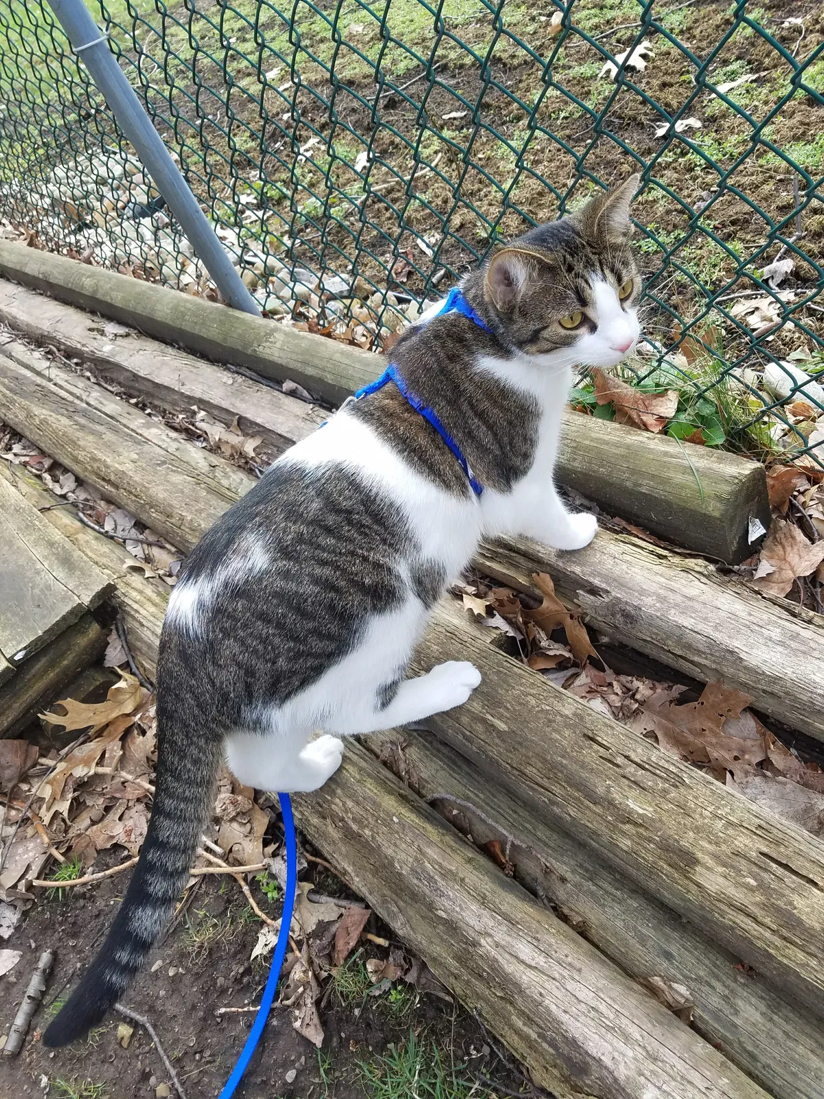 Lost cat in Painesville, OH, 44077