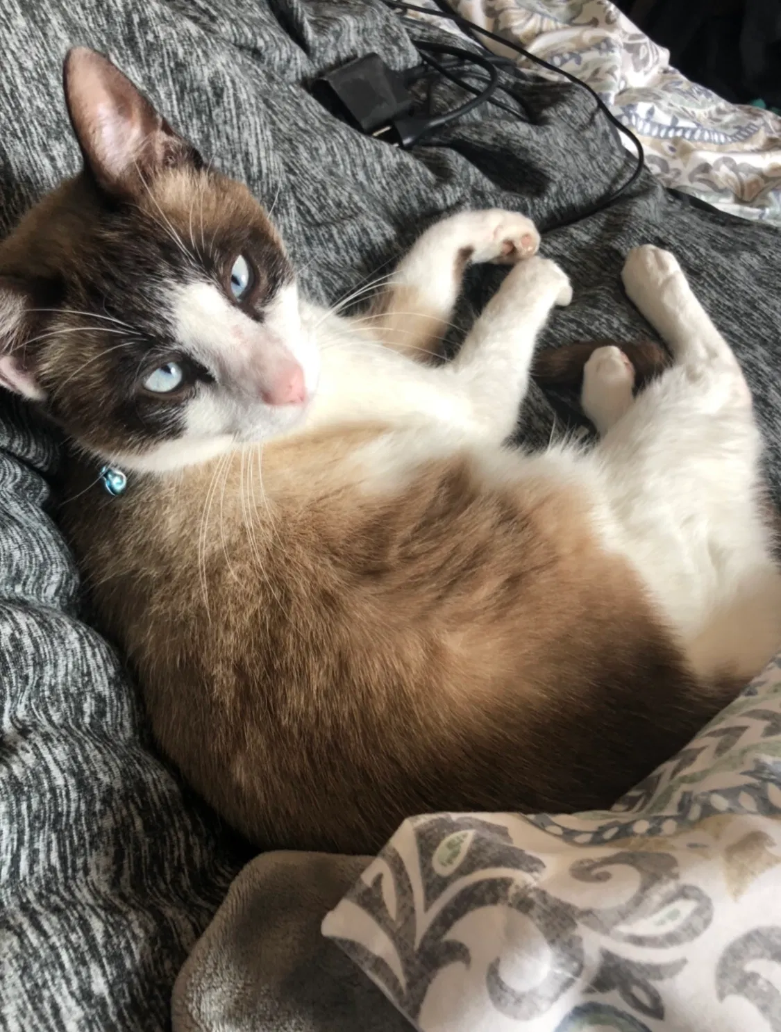 Lost cat in Pearland, TX, 77584