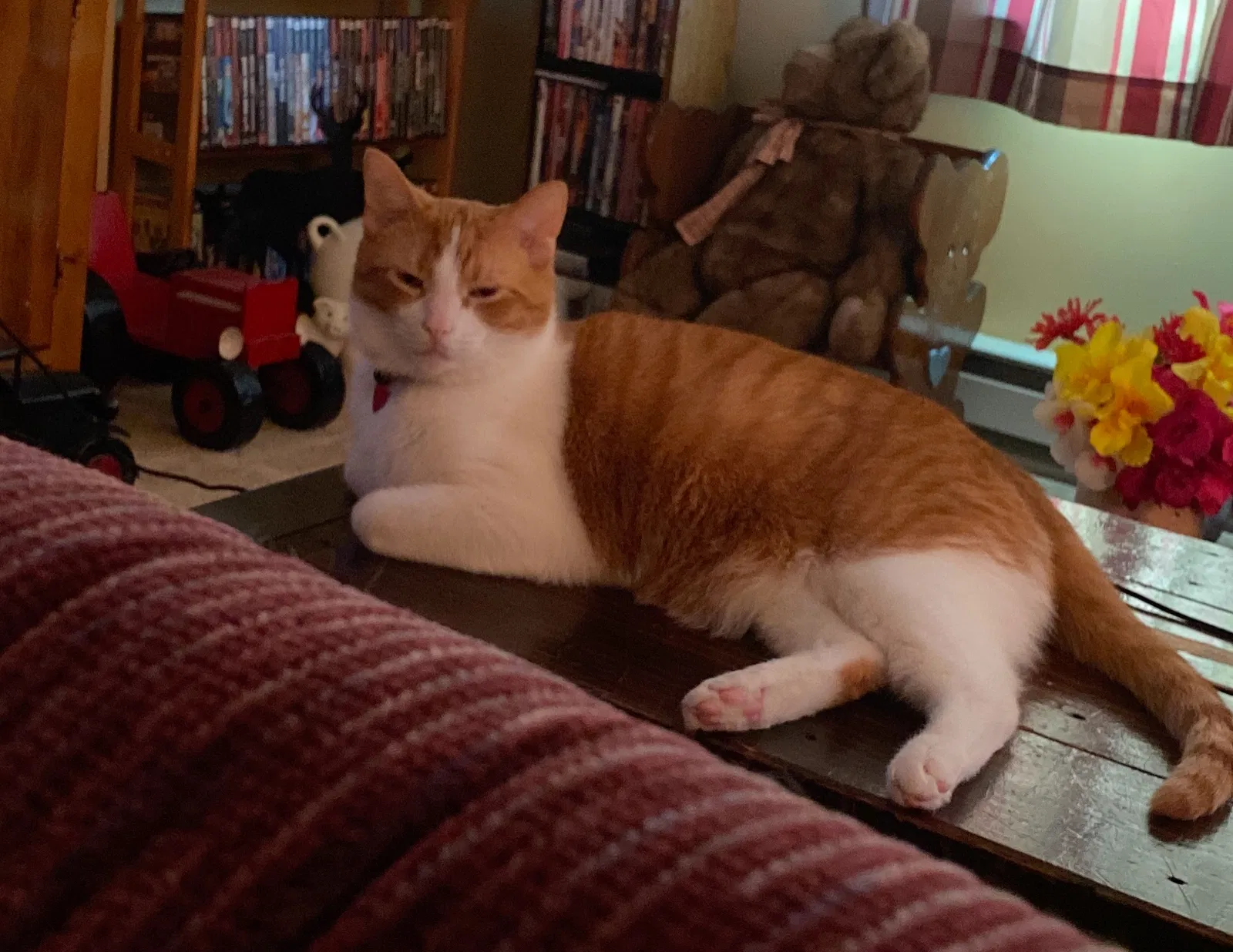 Lost cat in Littlestown, PA, 17340