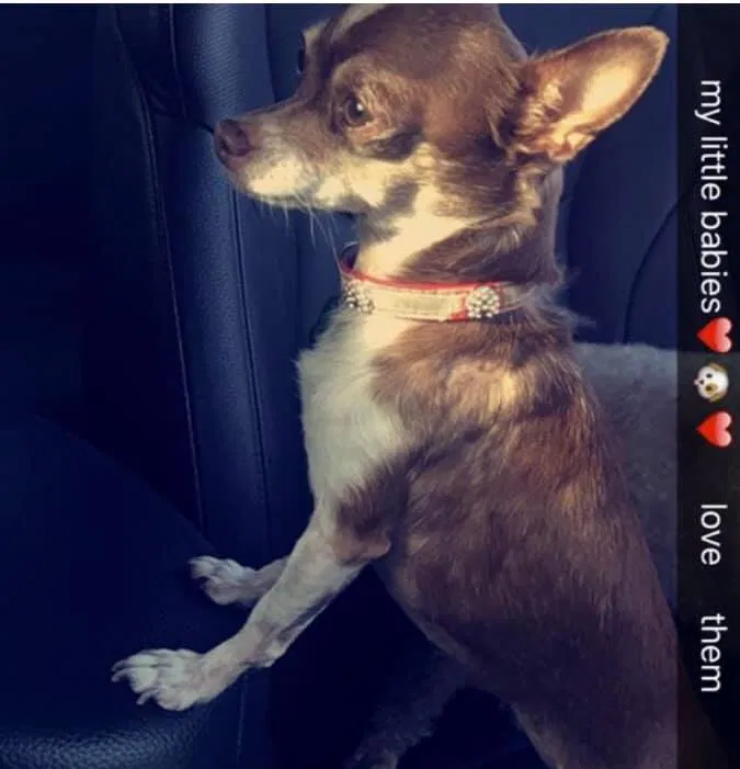 Lost dog in Oklahoma City, OK, 73110