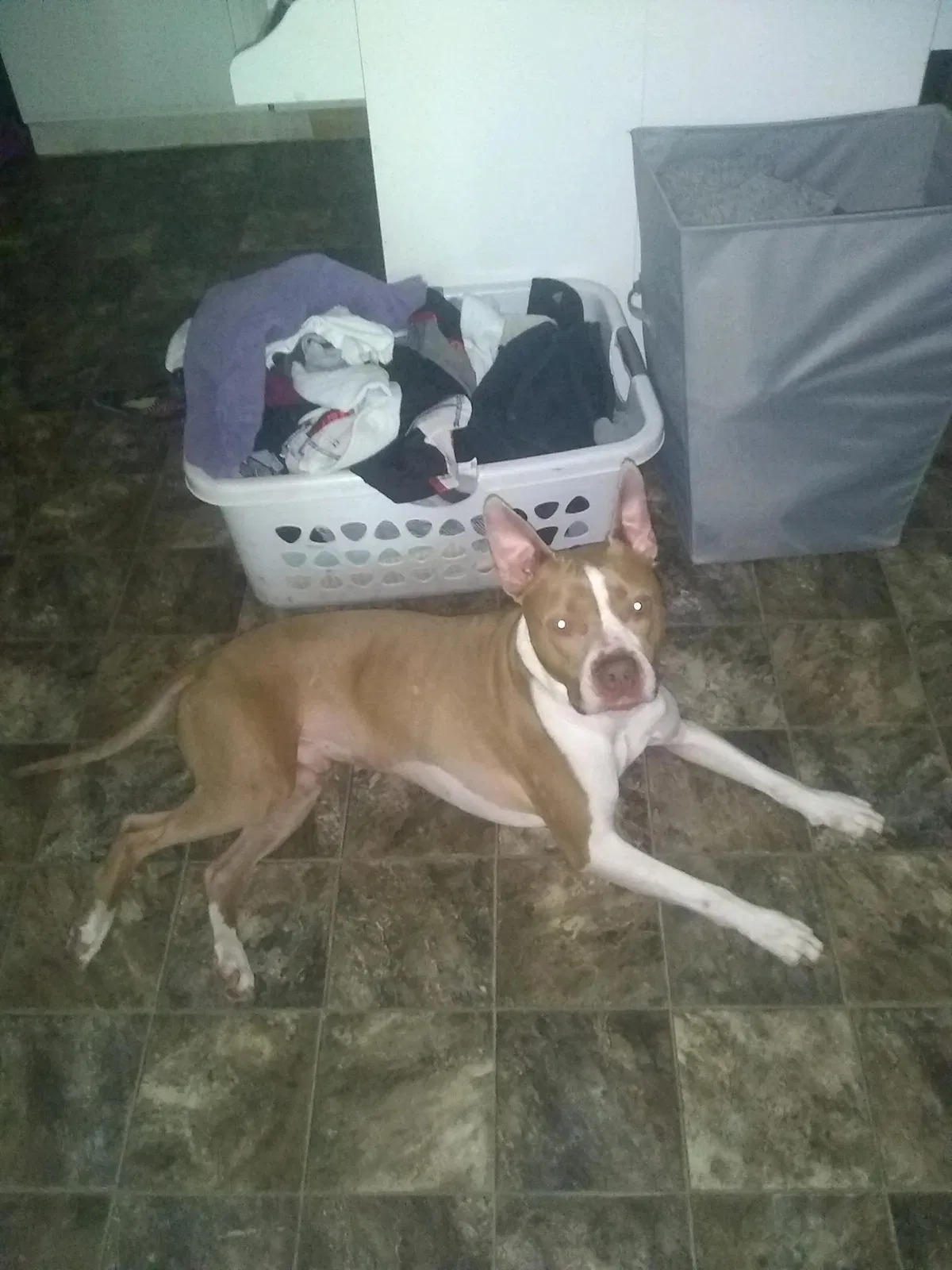 Lost dog in Calhoun, KY, 42327