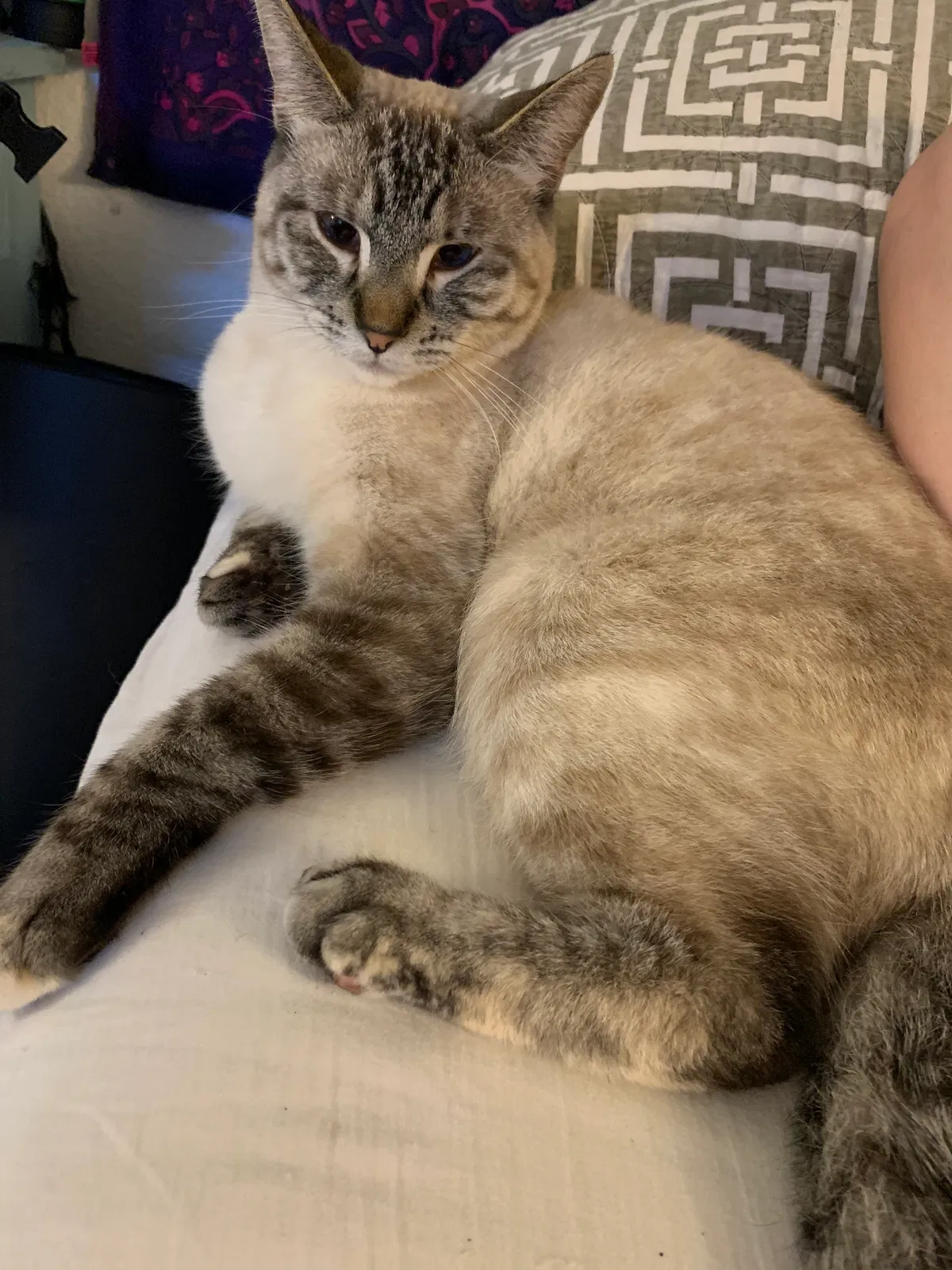Lost cat in Upland, CA, 91786