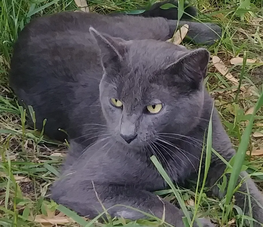 Lost cat in Minneapolis, MN, 55433