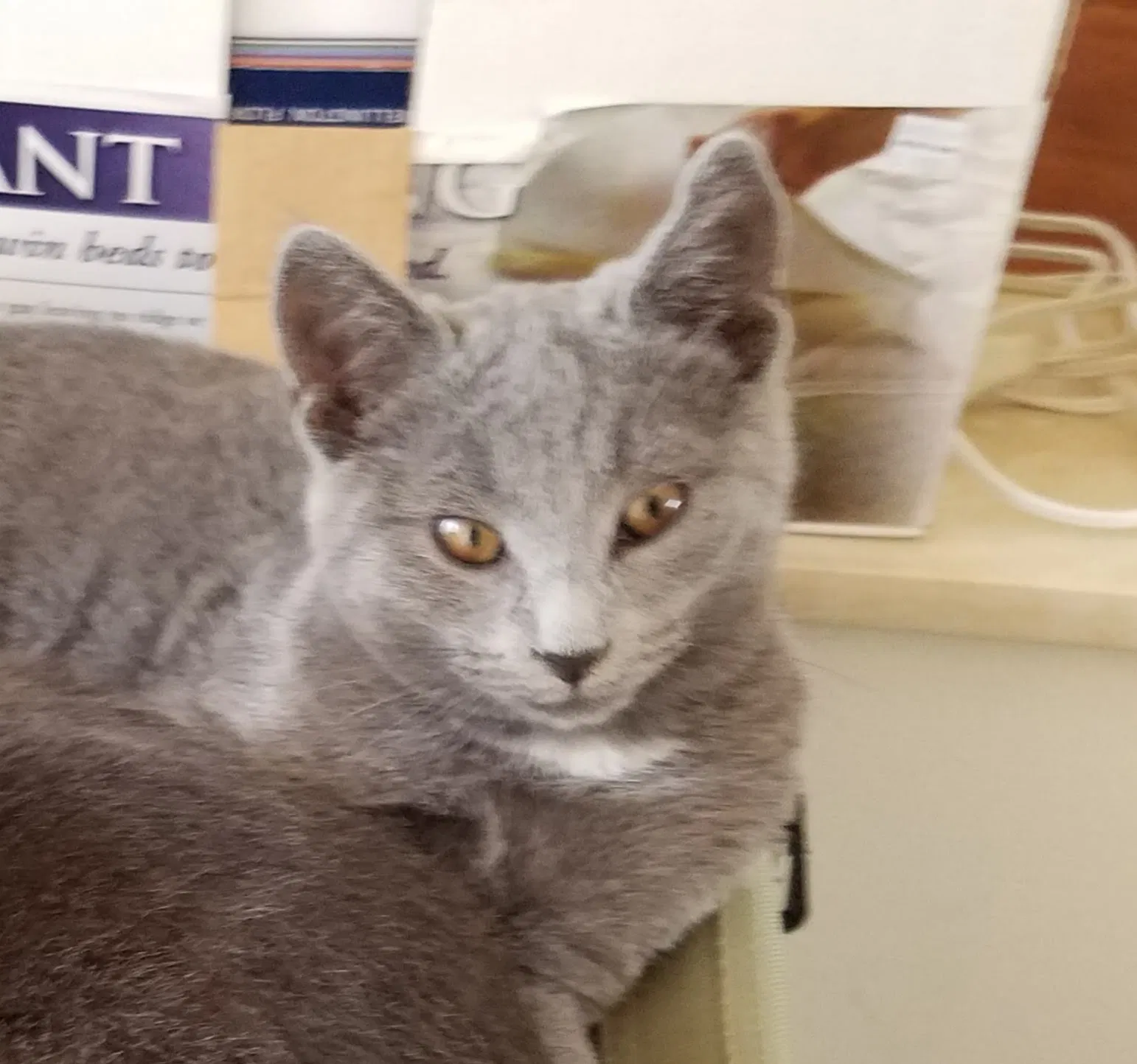 Lost cat in Wellington, FL, 33414