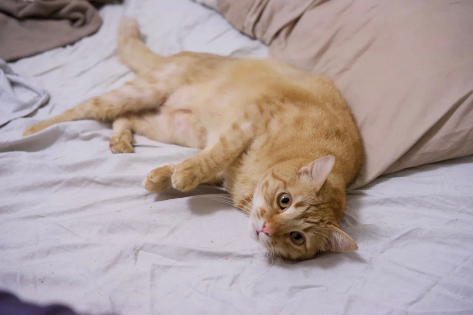 Lost cat in Montpelier, OH, 43543