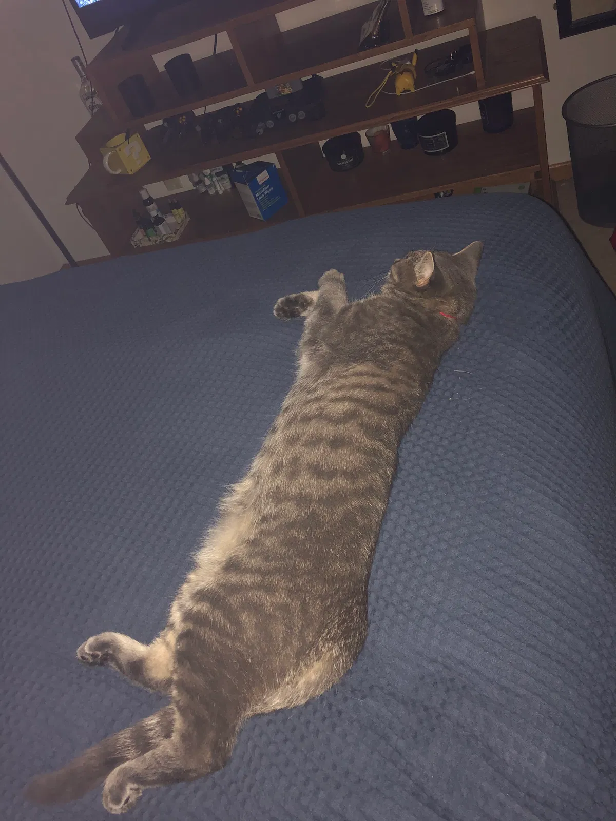 Found cat in Minneapolis, MN, 55446