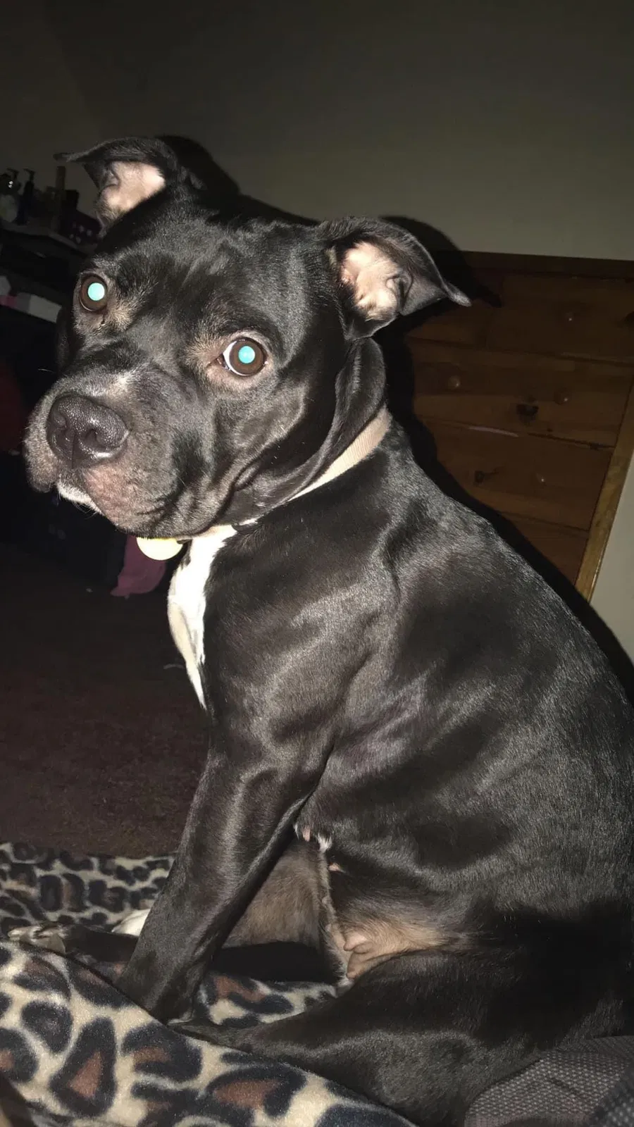 Lost dog in Milwaukee, WI, 53222